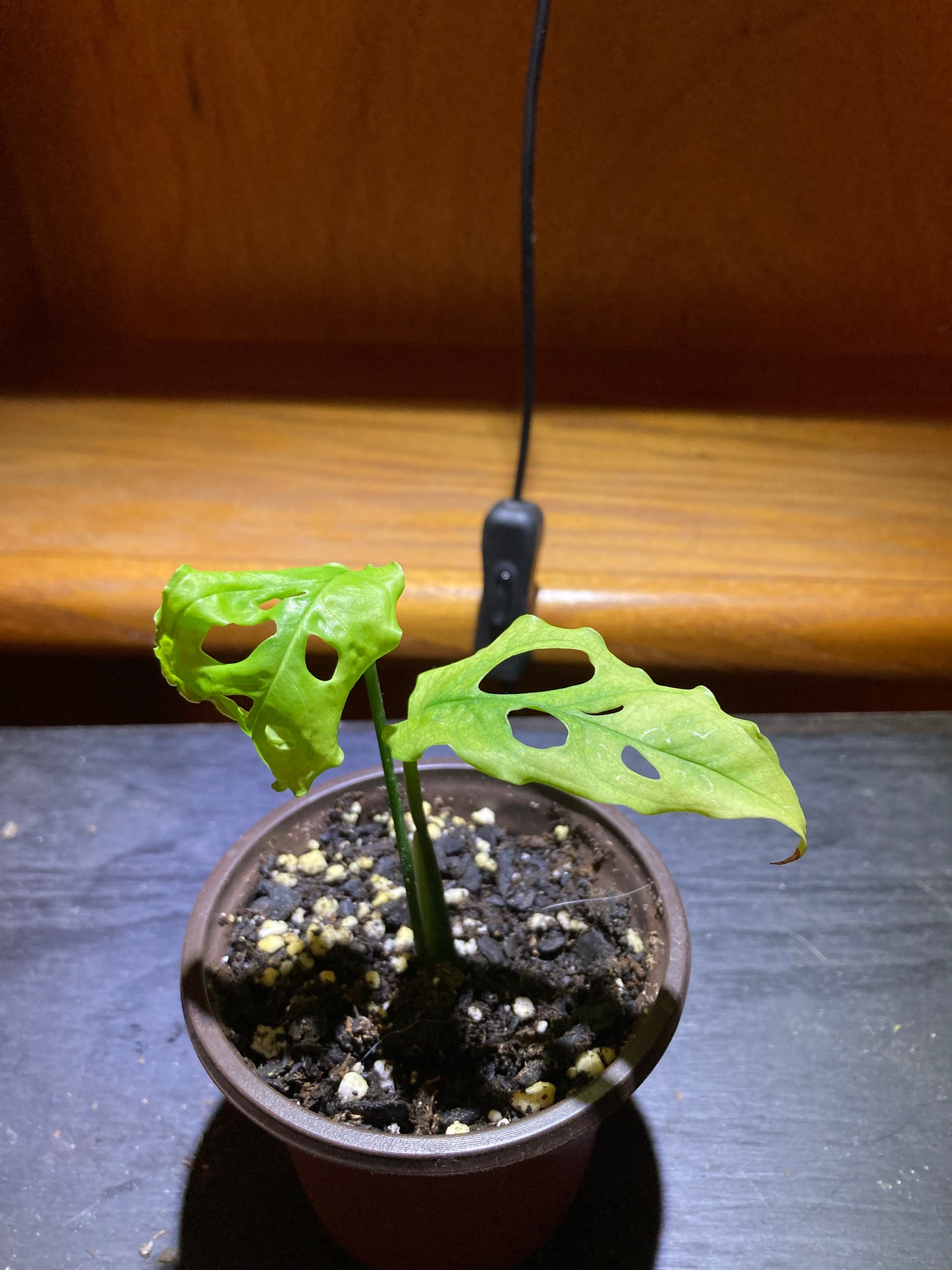 Monstera Obliqua "Peru" starter pot