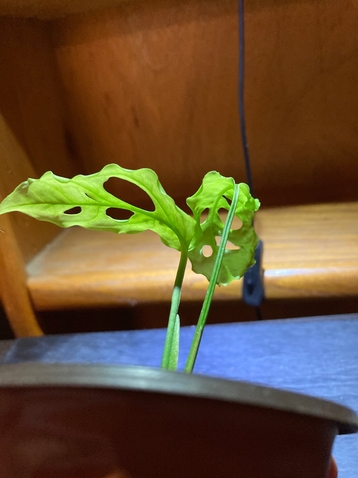 Monstera Obliqua "Peru" starter pot