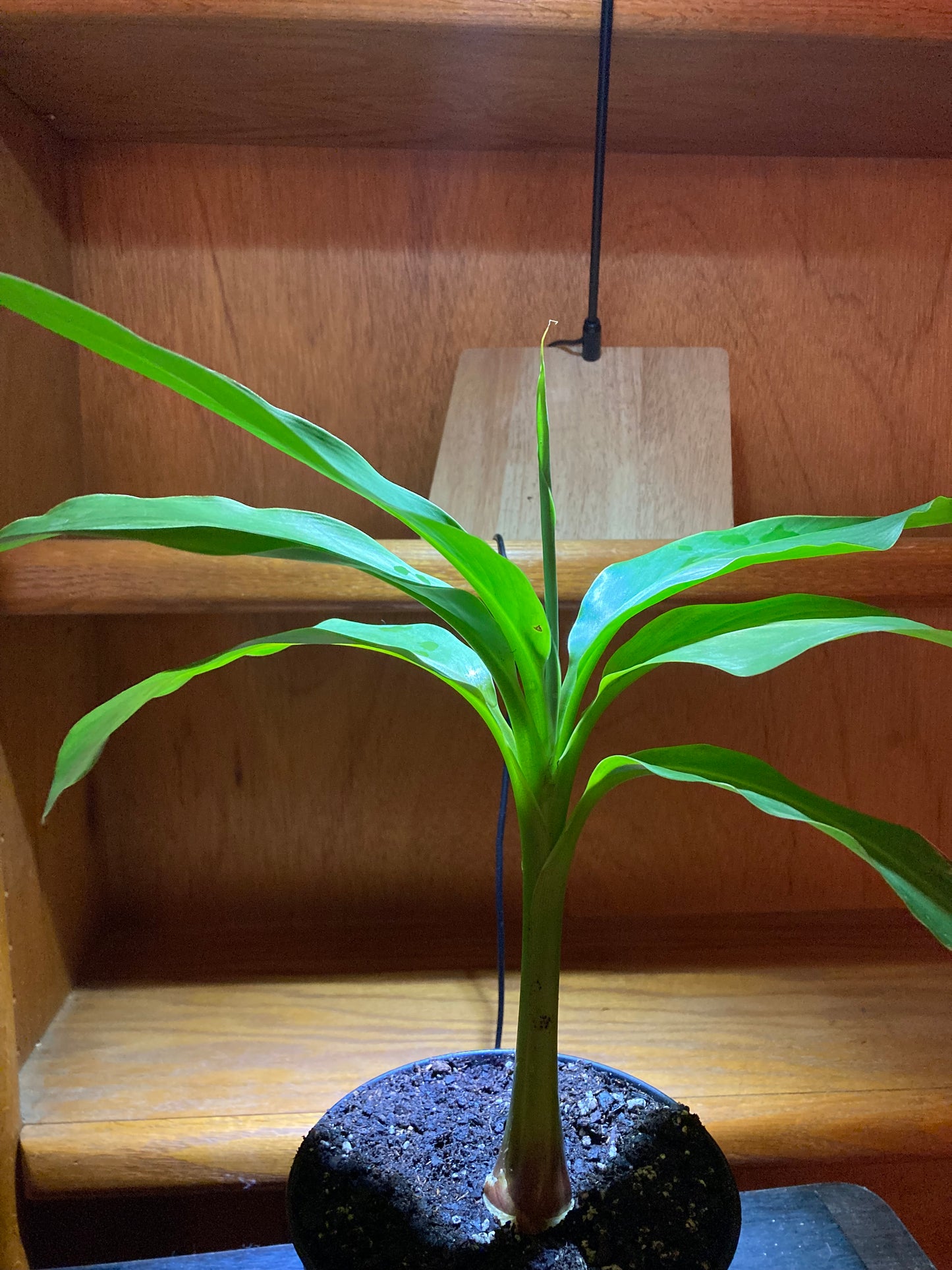 Dwarf Cavendish Banana Plant – Compact Indoor Tropical Banana Tree