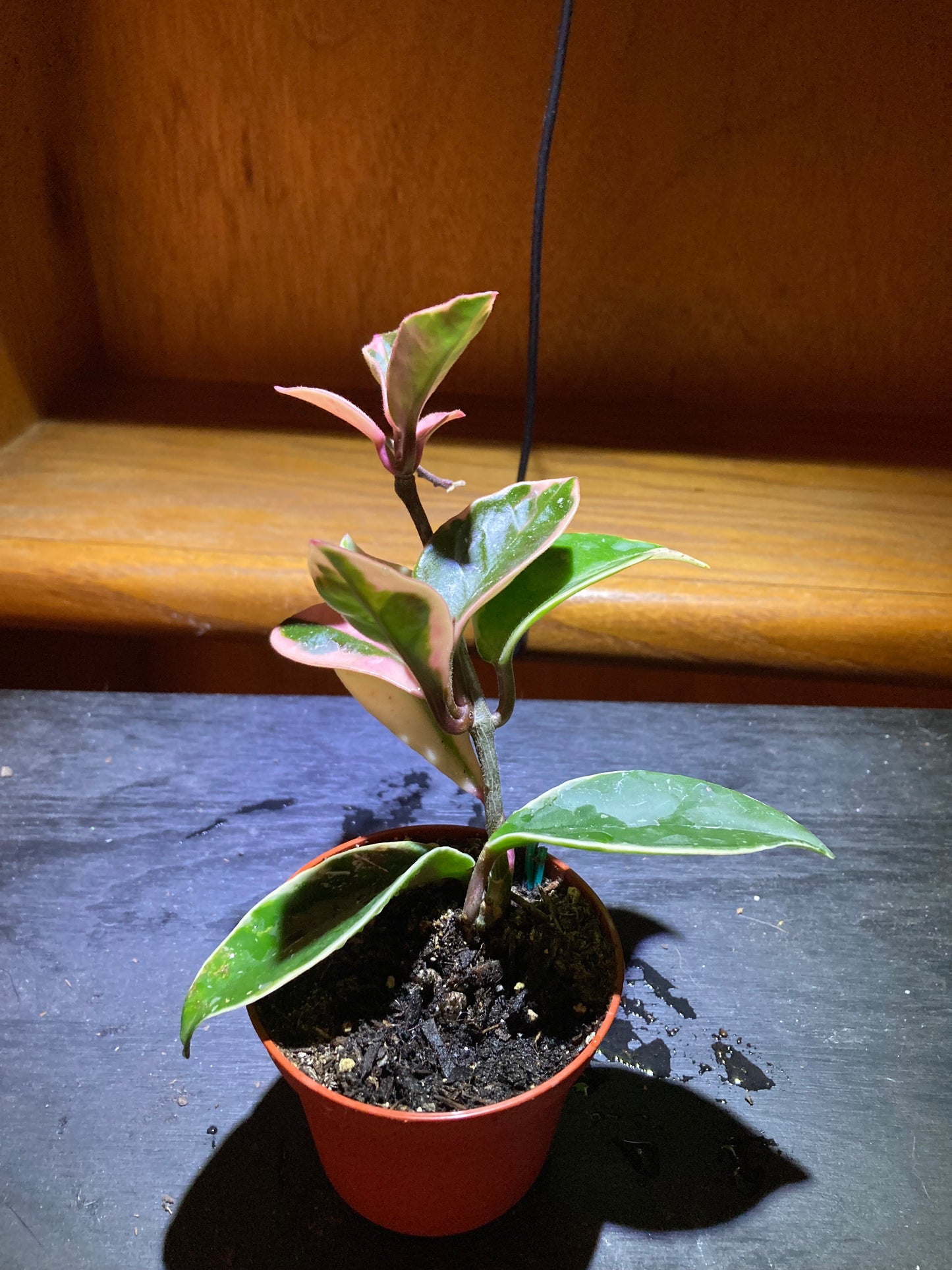 Hoya Krimson Queen TriColor Plant - Tropical Houseplant