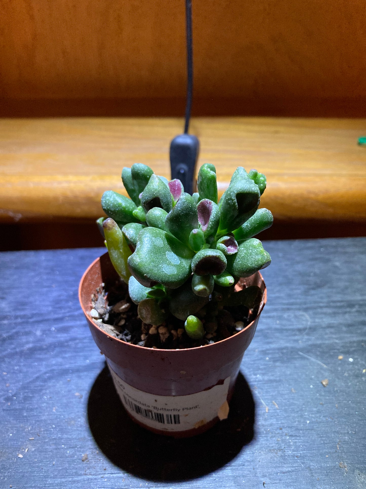 "Gollum Jade" Houseplant - Crassula Ovata