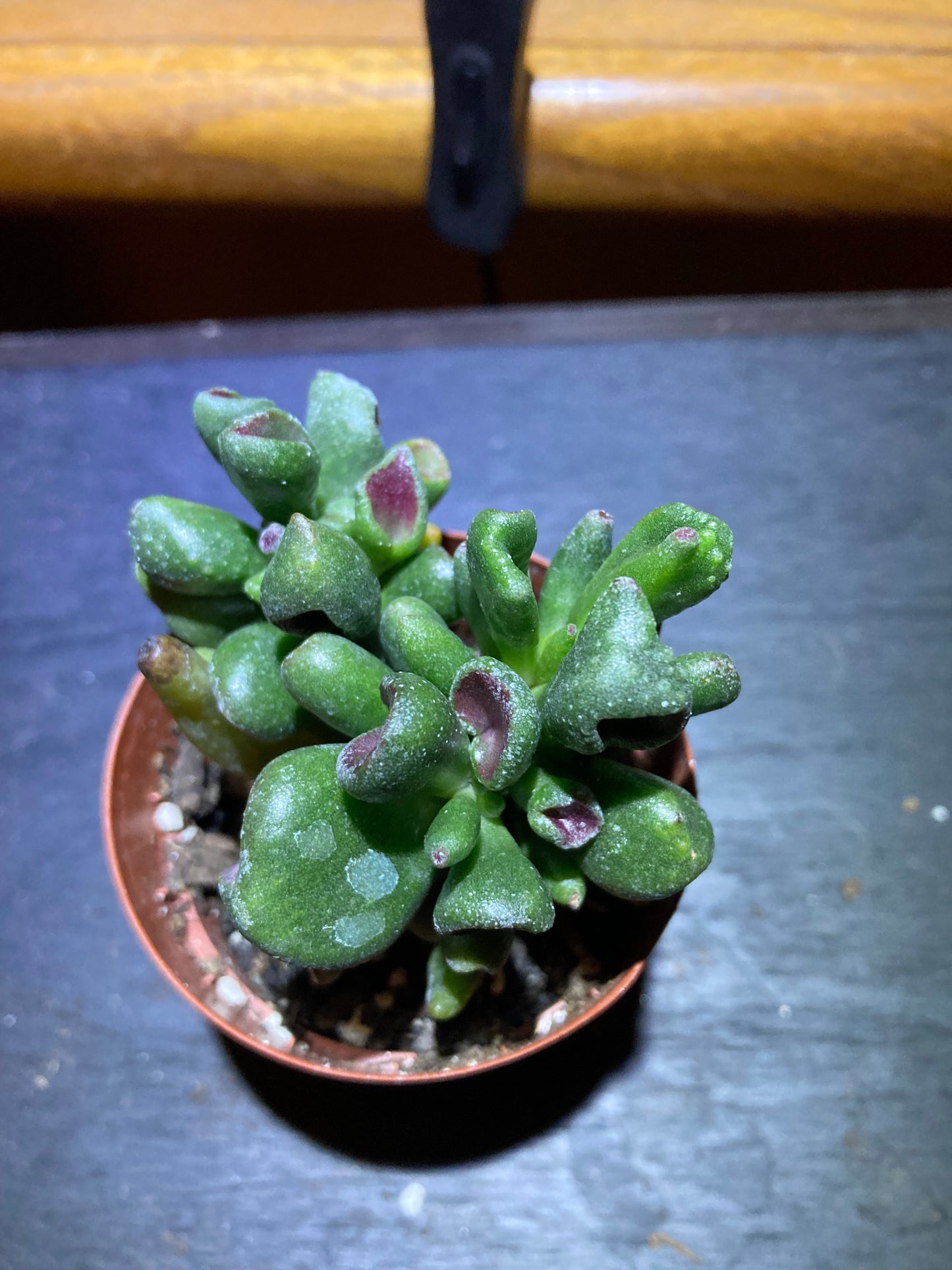 "Gollum Jade" Houseplant - Crassula Ovata