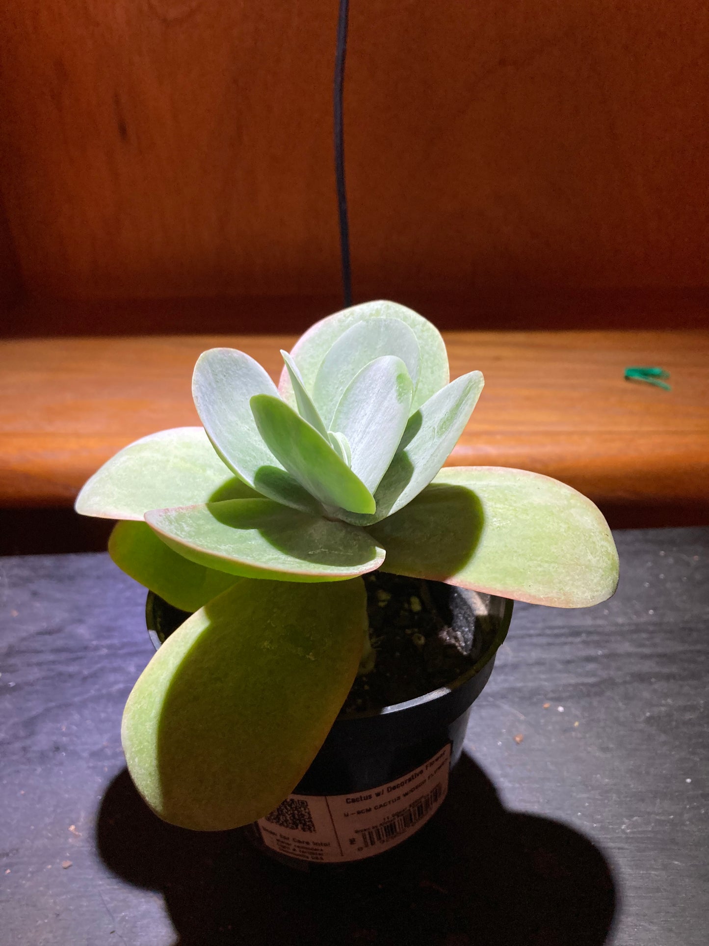 Kalanchoe Flapjacks Paddle Plant Thyrsiflora Succulent