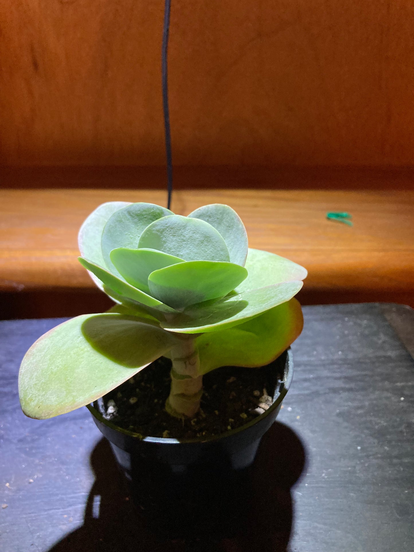 Kalanchoe Flapjacks Paddle Plant Thyrsiflora Succulent