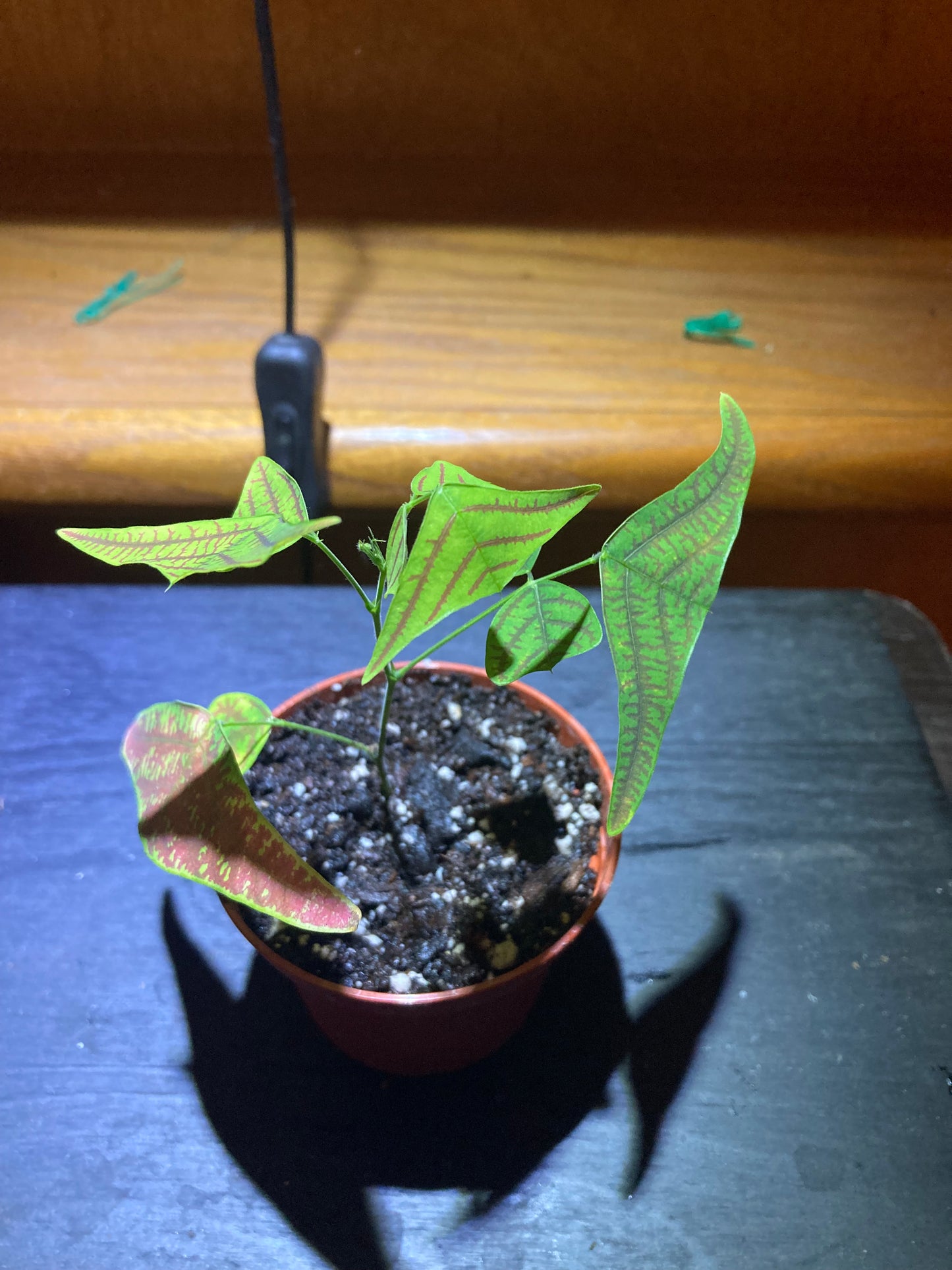 Swallow Tail, Butterfly Plant (Christia obcordata) - Rare Houseplant