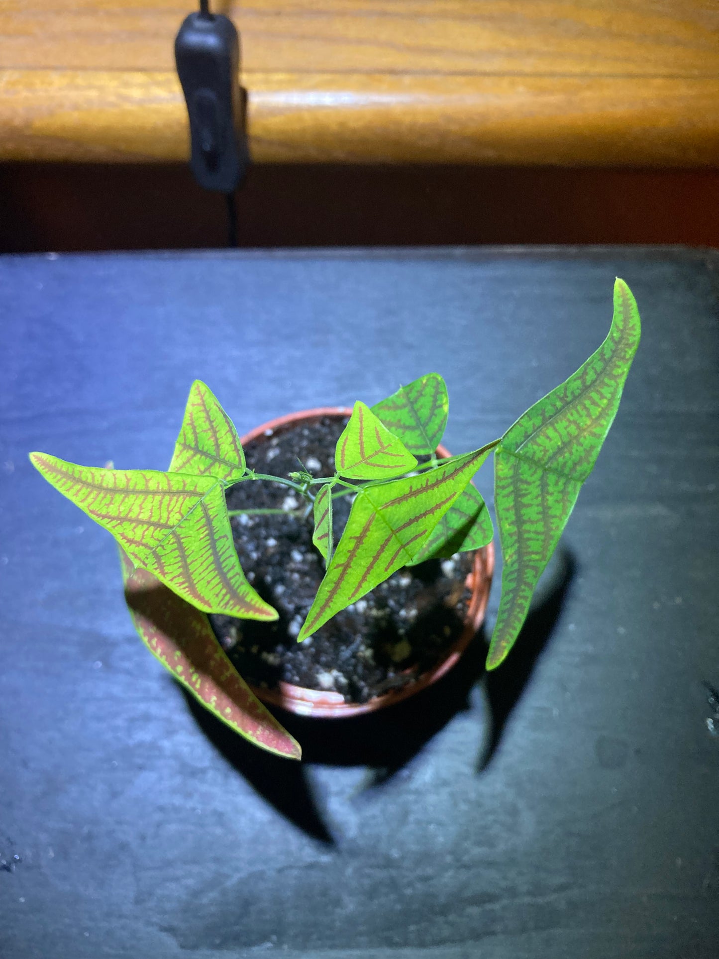Swallow Tail, Butterfly Plant (Christia obcordata) - Rare Houseplant