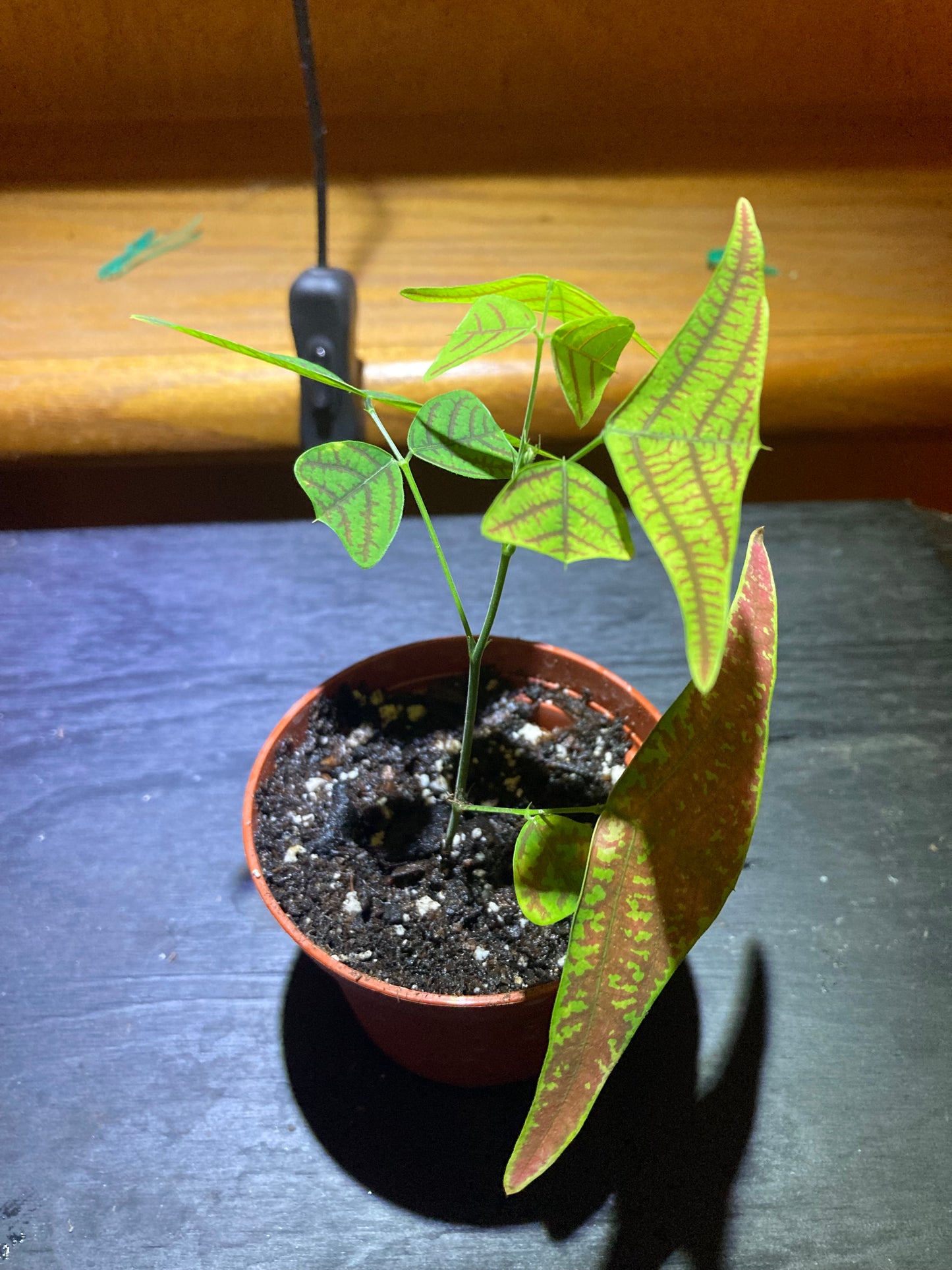 Swallow Tail, Butterfly Plant (Christia obcordata) - Rare Houseplant