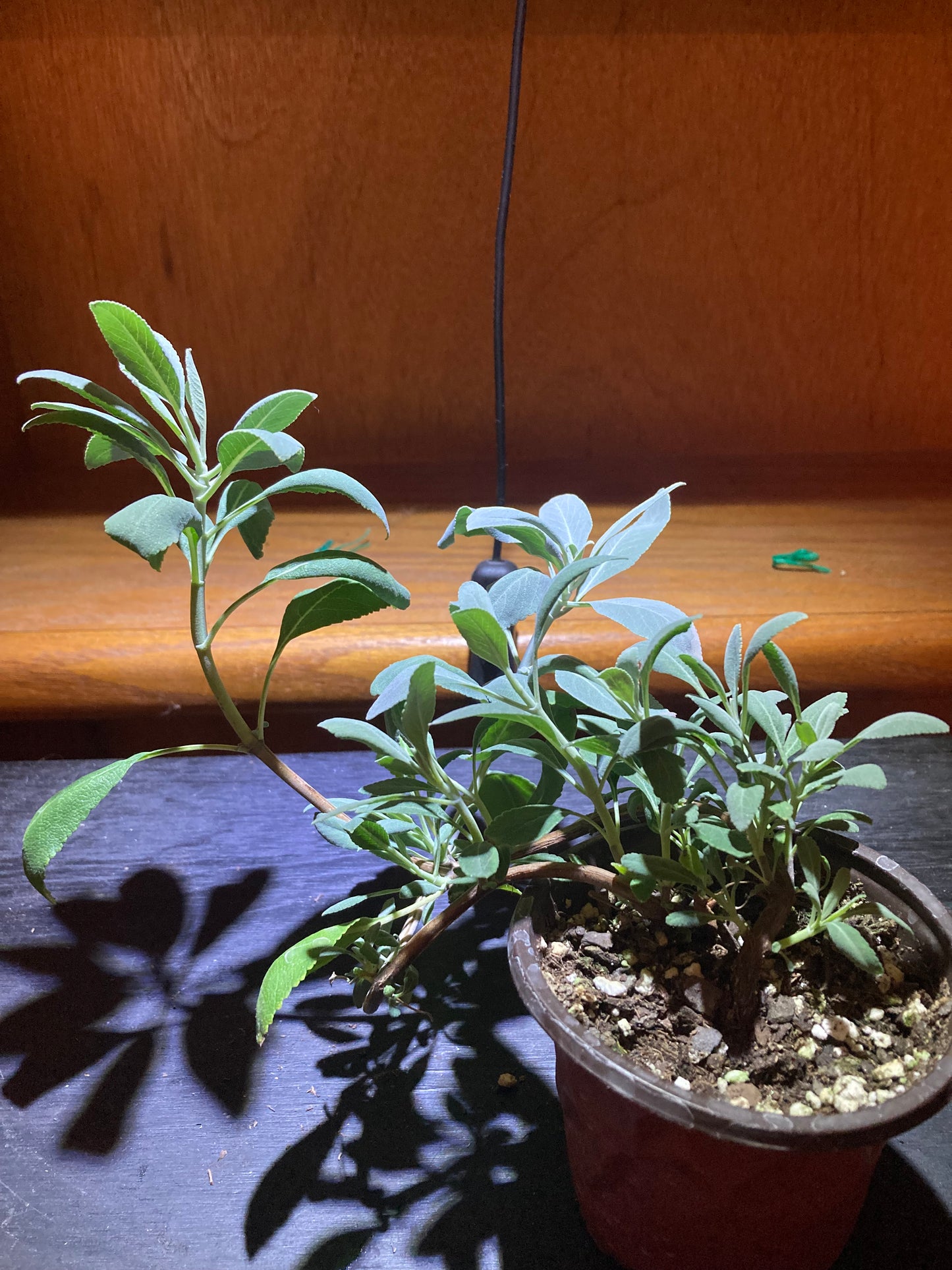 White Sage Live Starter Plant - Salvia apiana - Indoor/Outdoor