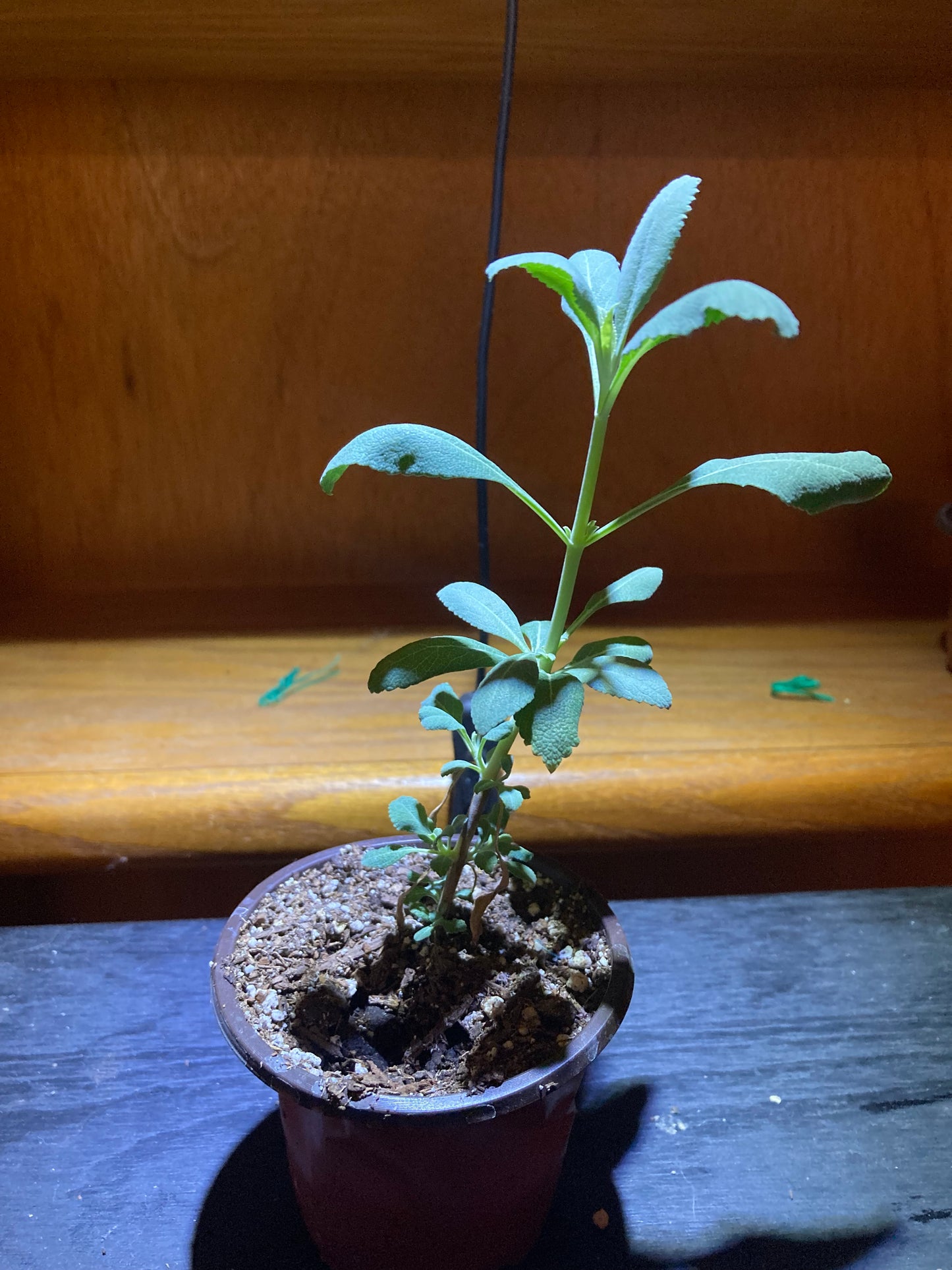 White Sage Live Starter Plant - Salvia apiana - Indoor/Outdoor