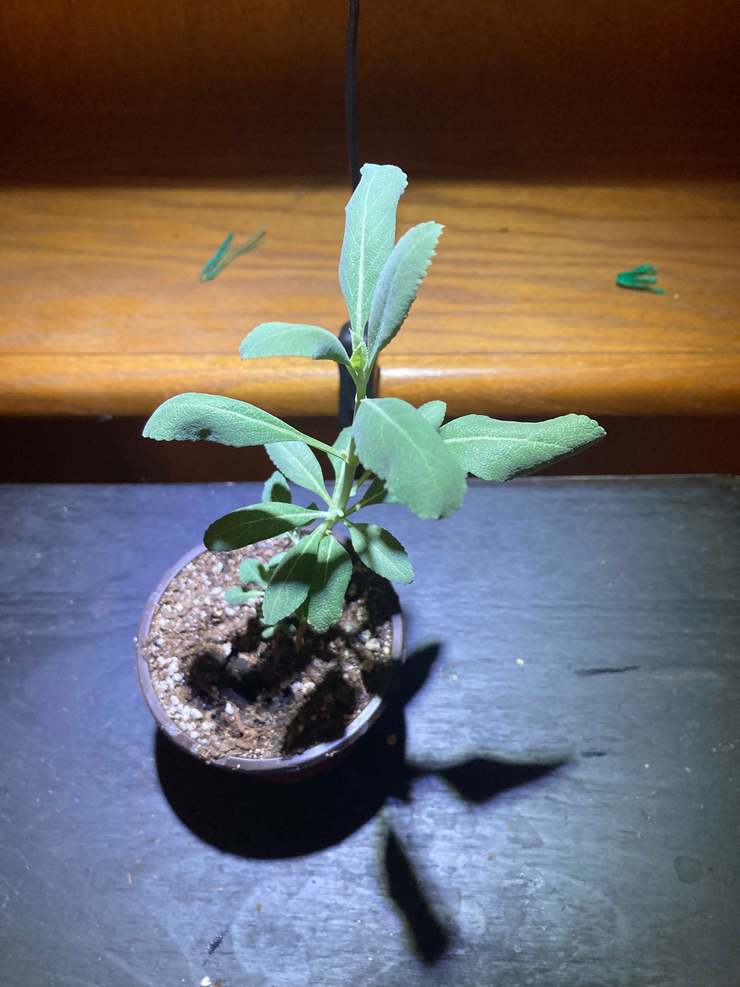 White Sage Live Starter Plant - Salvia apiana - Indoor/Outdoor