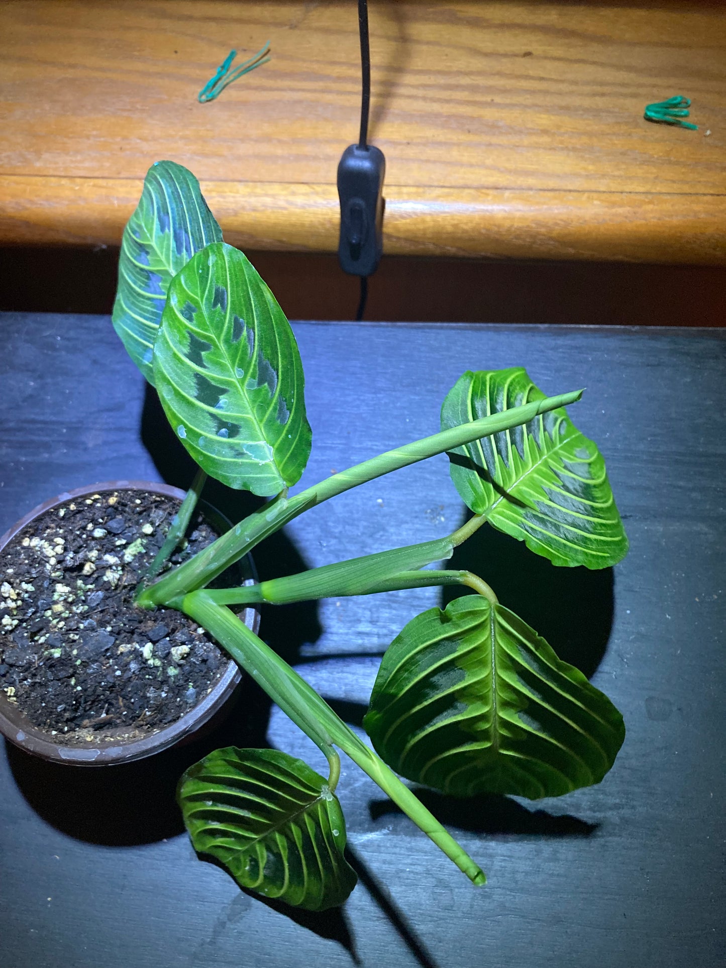 Maranta Lemon Lime Prayer Plant, Easy To Care Live Indoor Plant