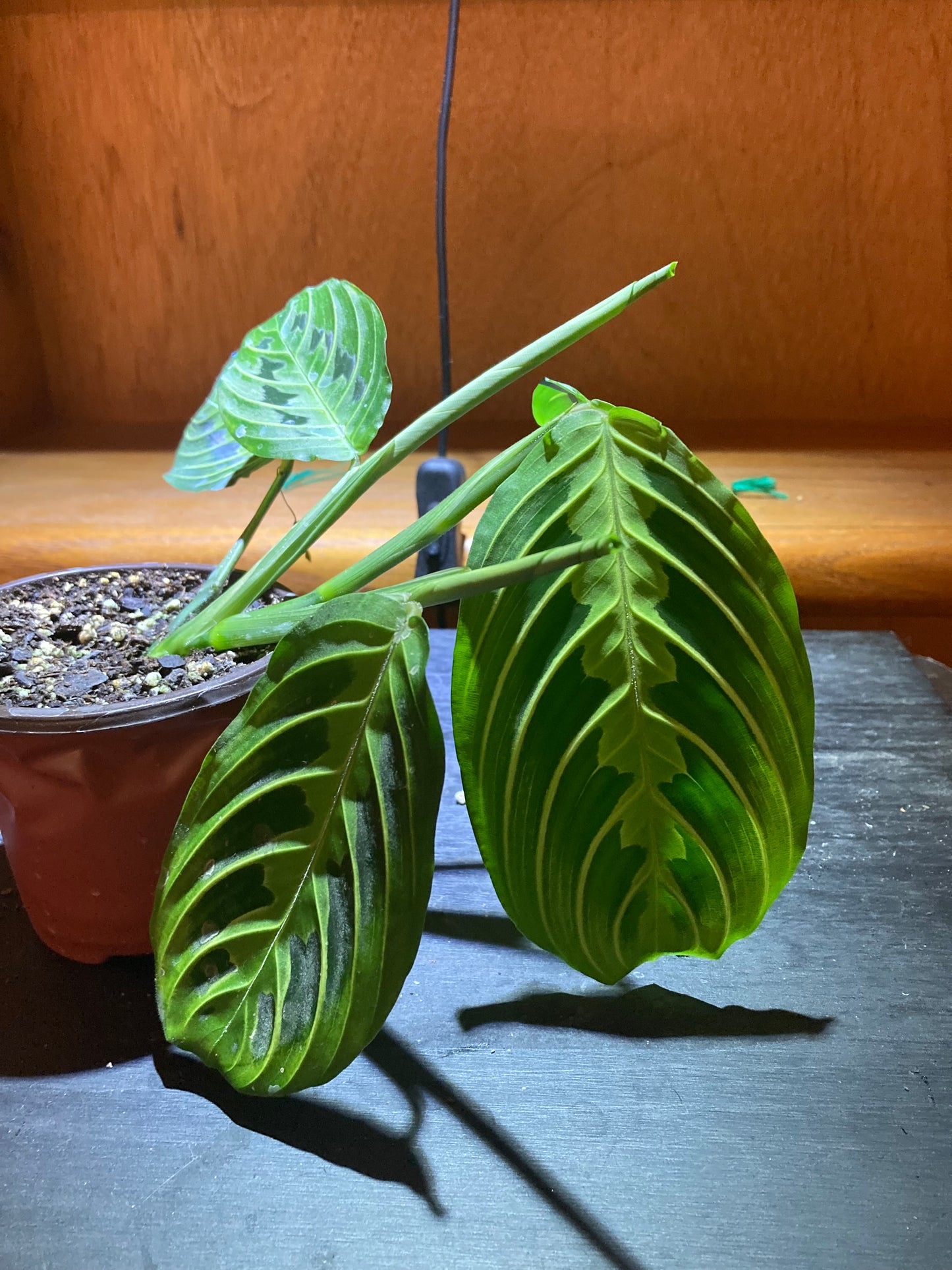 Maranta Lemon Lime Prayer Plant, Easy To Care Live Indoor Plant