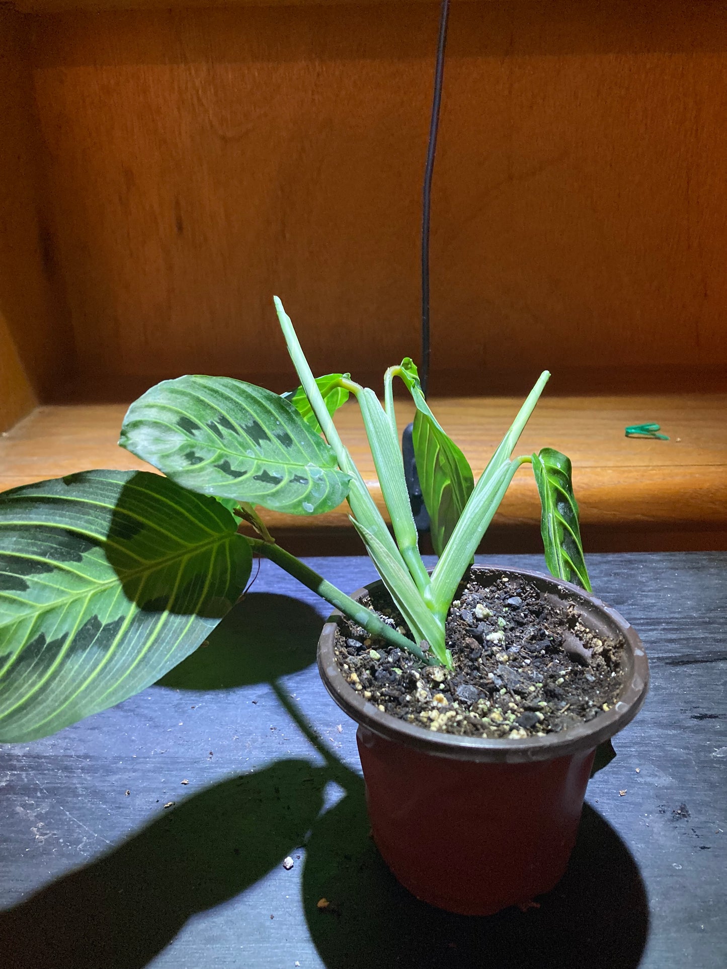 Maranta Lemon Lime Prayer Plant, Easy To Care Live Indoor Plant