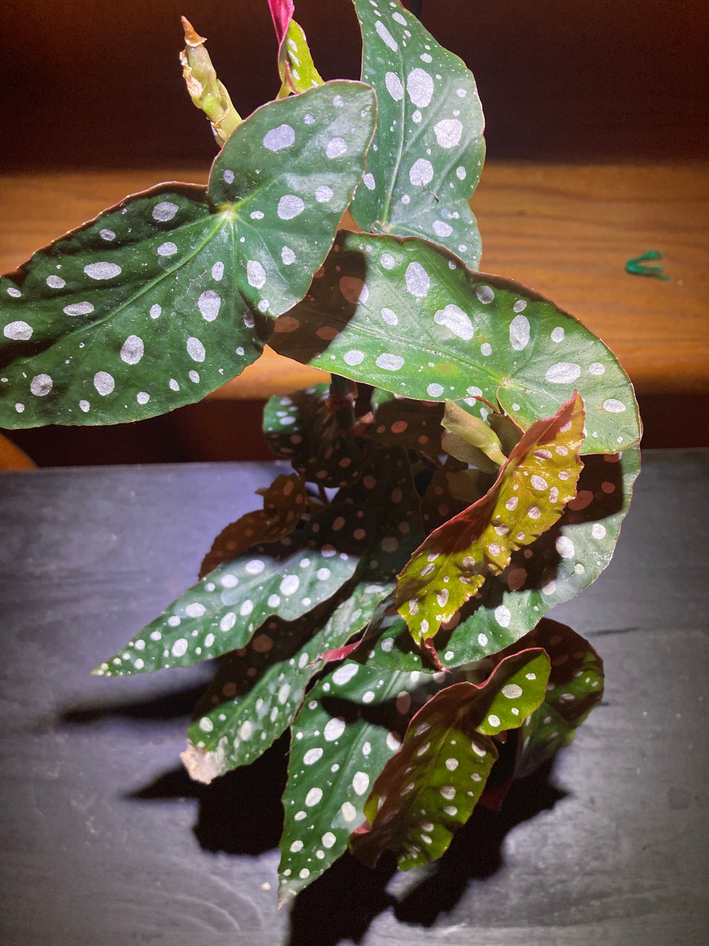 Begonia Maculata - Live Indoor Houseplant