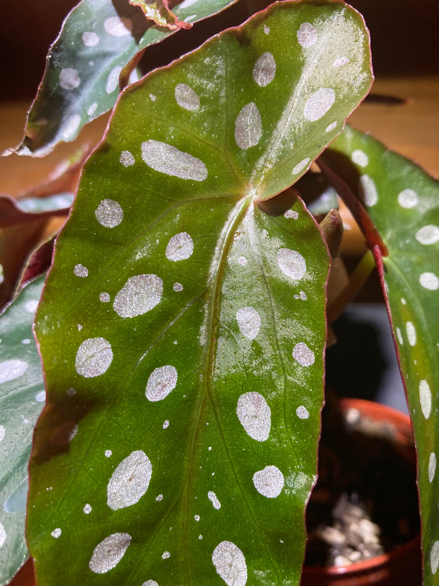 Begonia Maculata - Live Indoor Houseplant