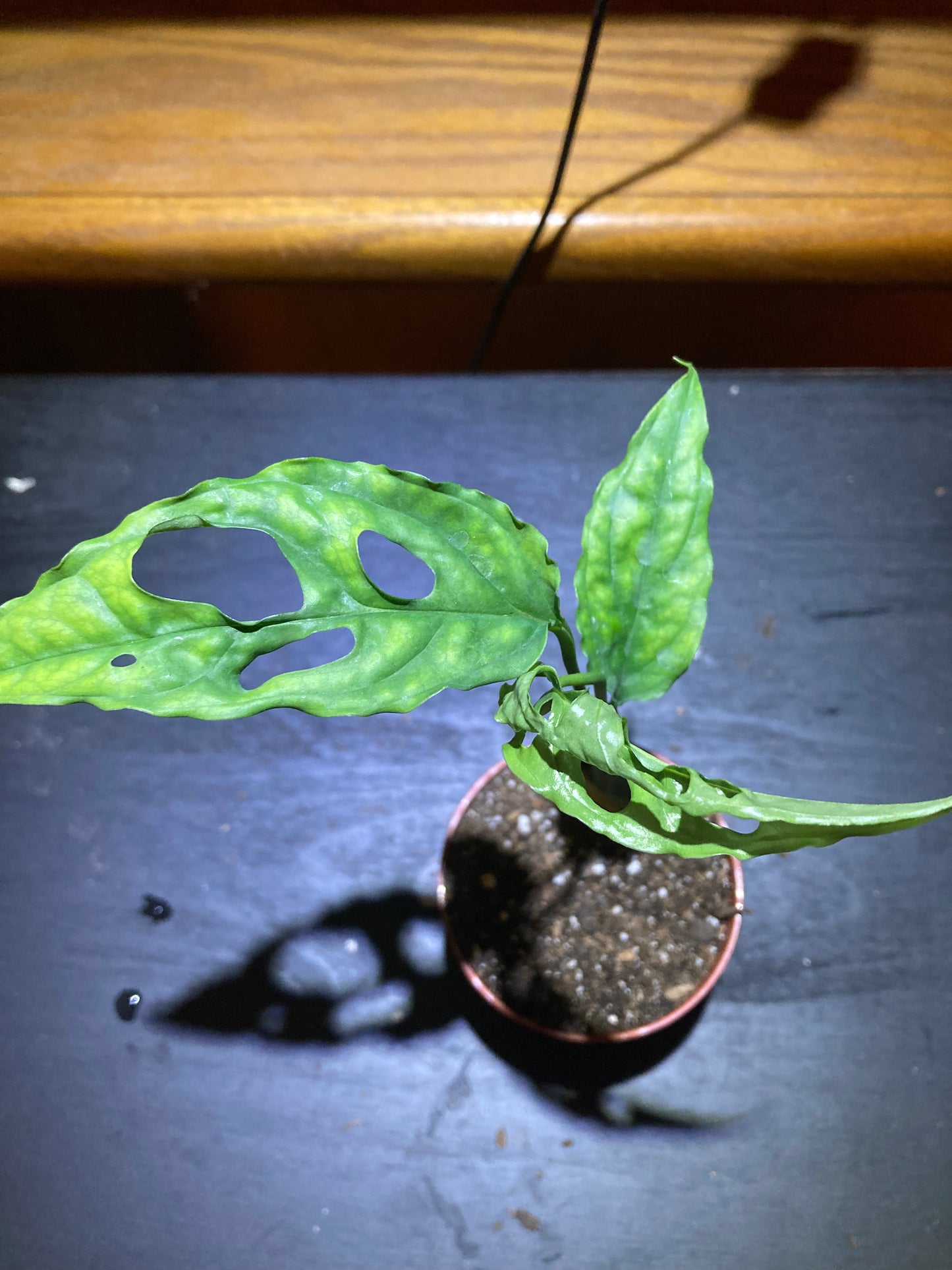 Monstera Obliqua "Peru" starter pot
