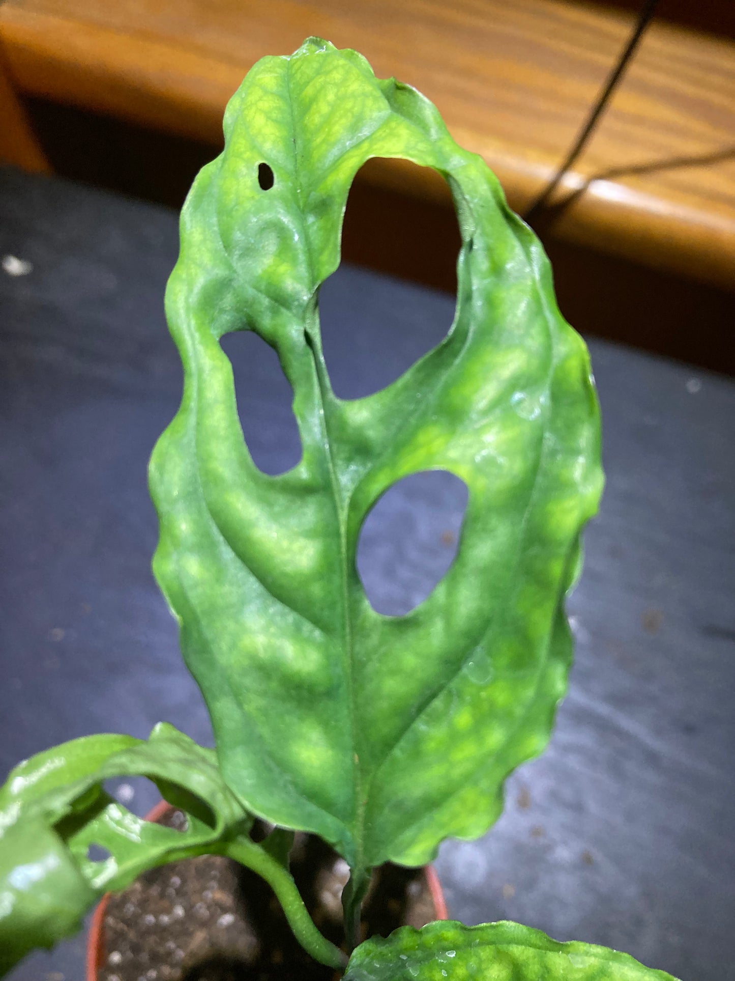 Monstera Obliqua "Peru" starter pot