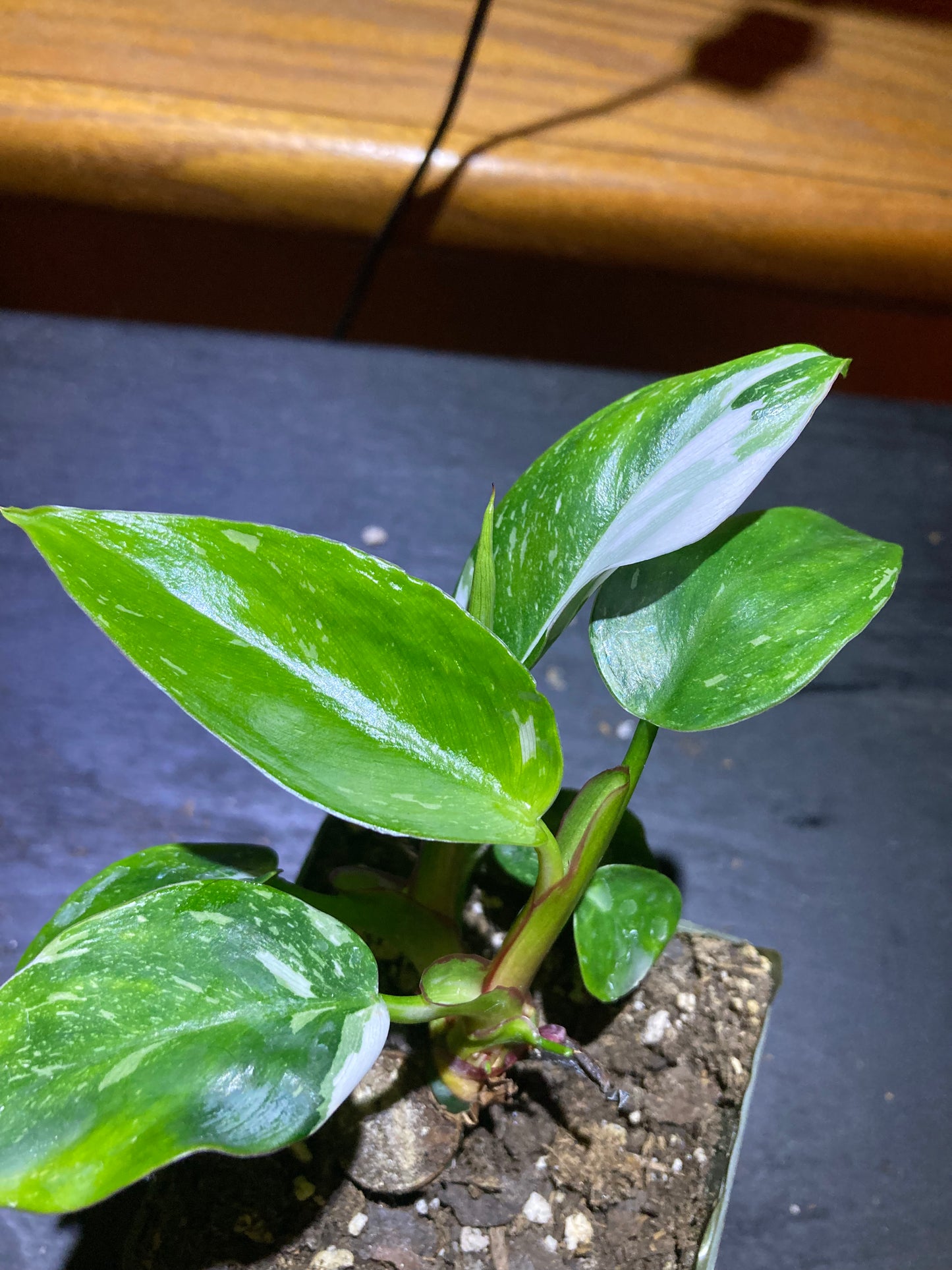 Philodendron White Princess - Rare Plant