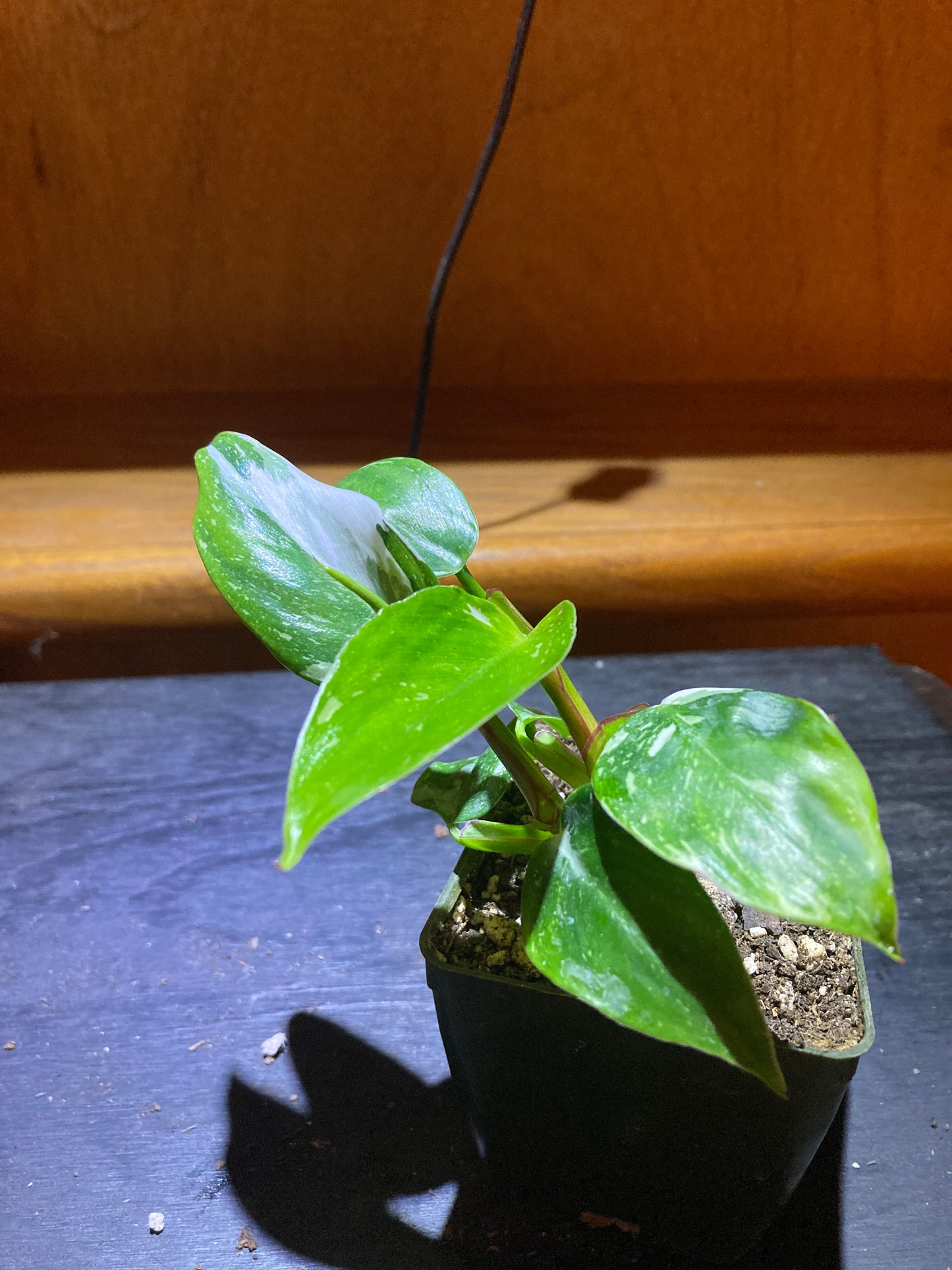 Philodendron White Princess - Rare Plant