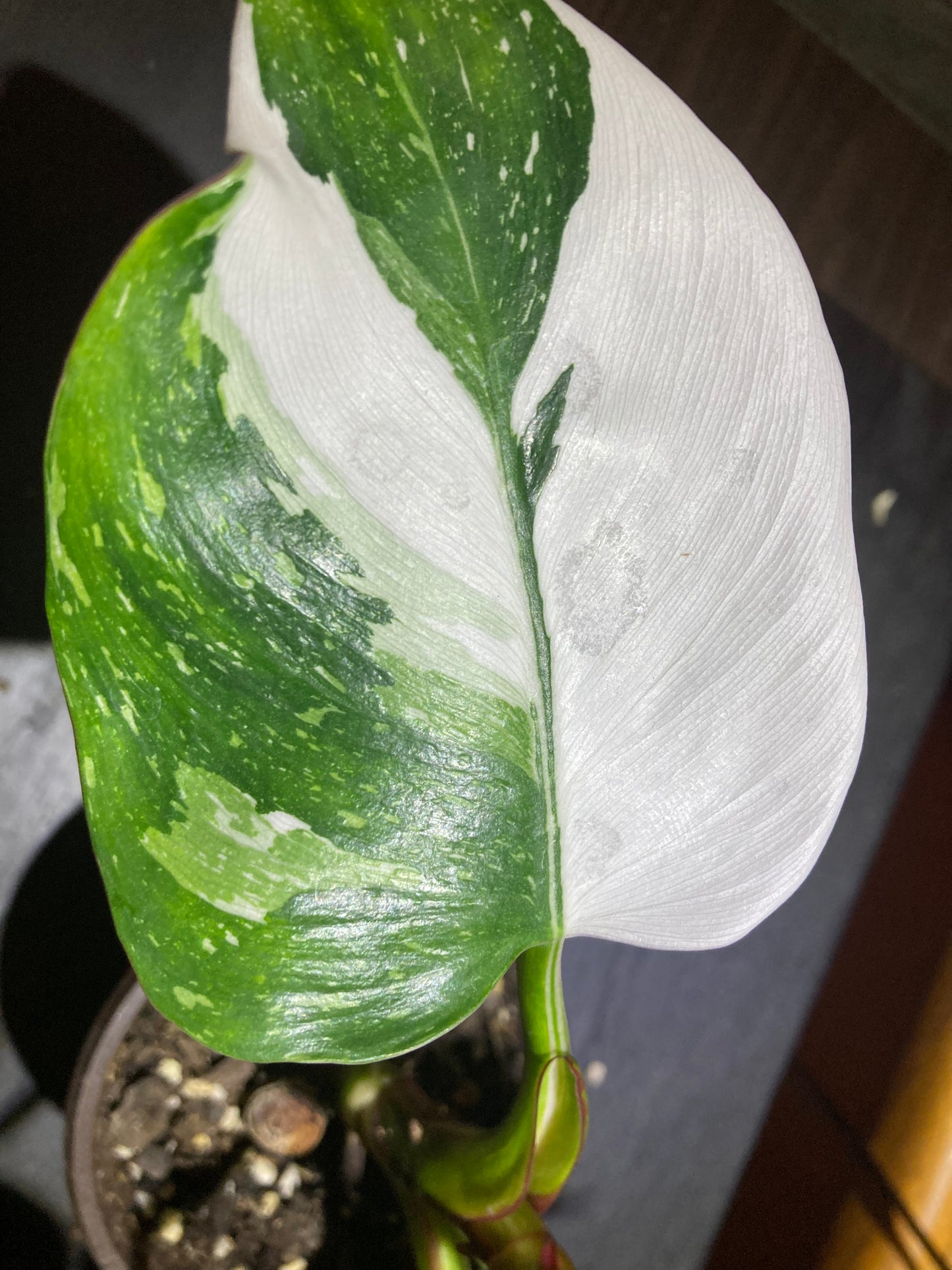Philodendron White Princess – Rare Plant