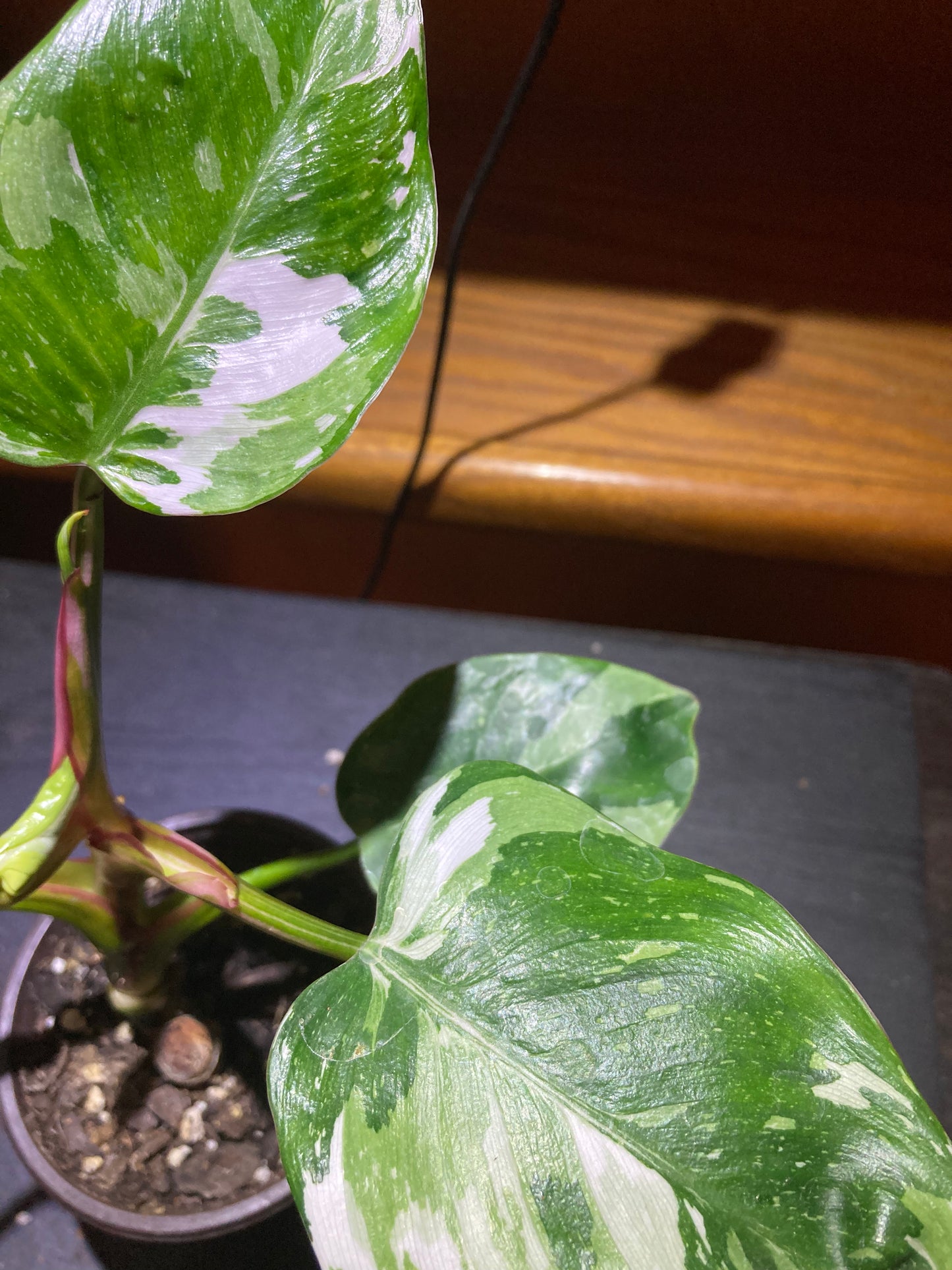 Philodendron White Princess – Rare Plant