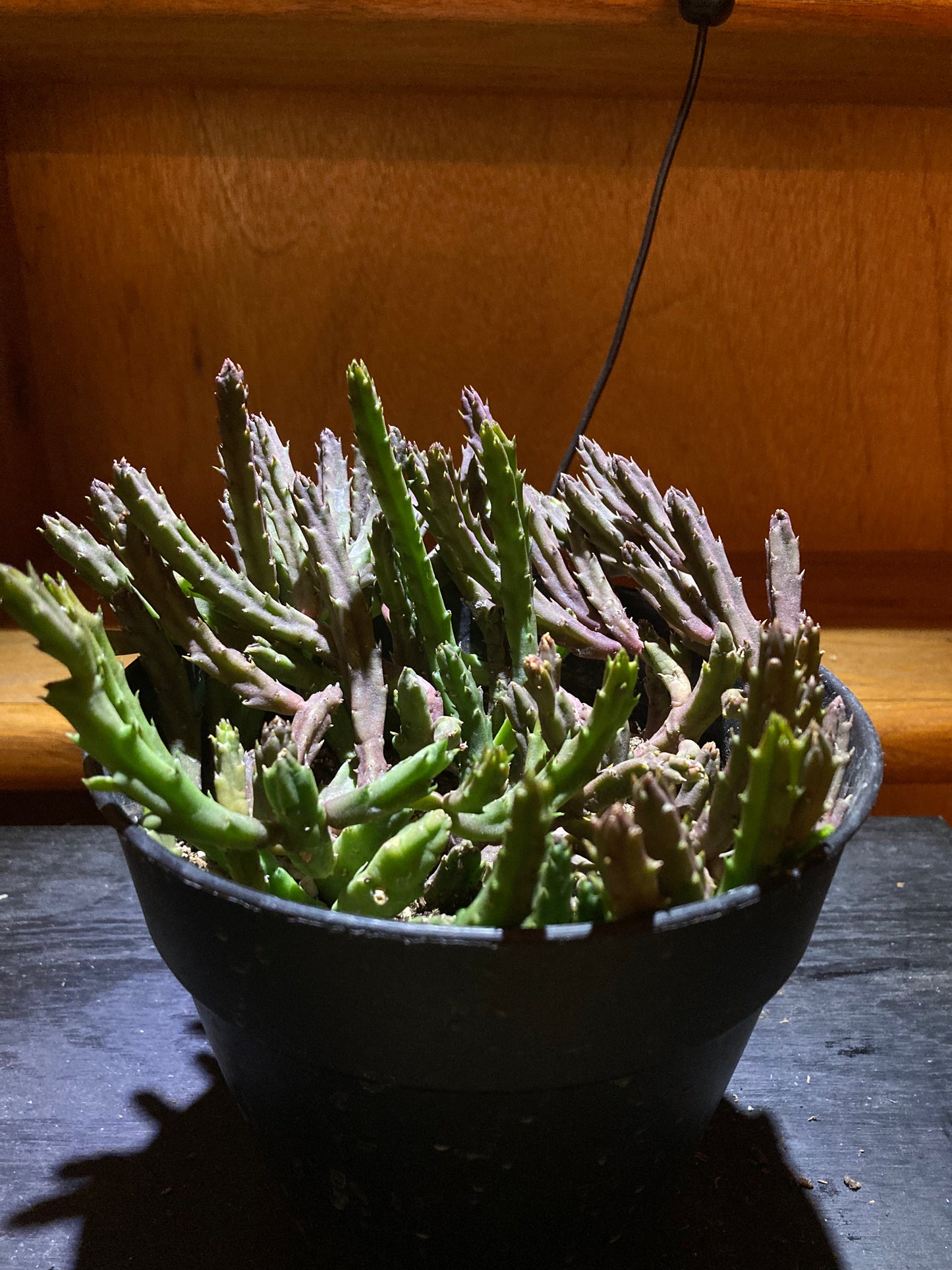 Stapelia schinzii - Live Houseplant Succulent