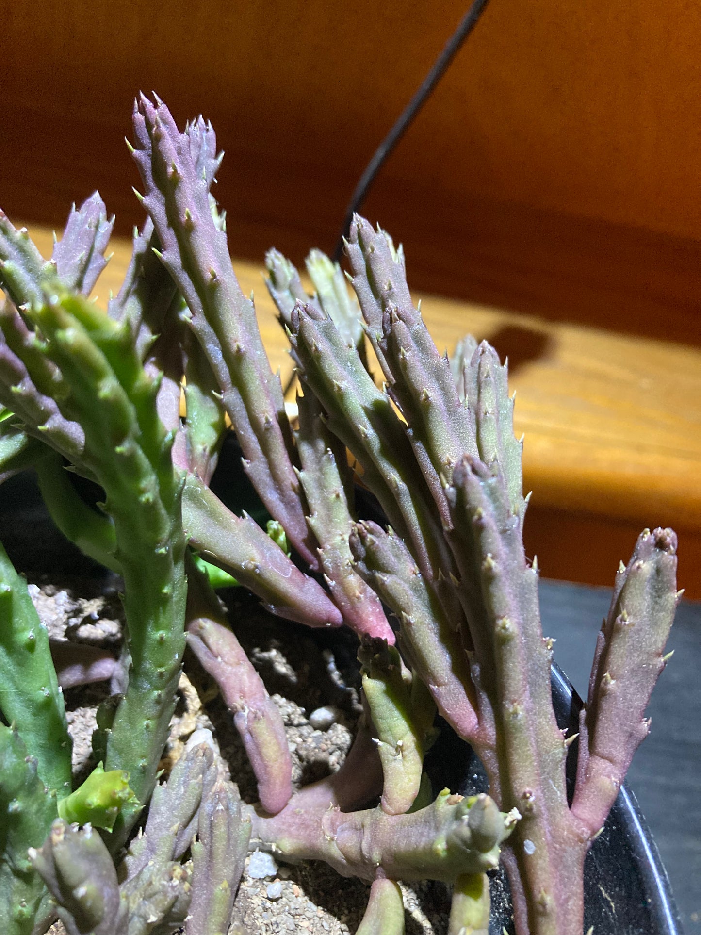 Stapelia schinzii - Live Houseplant Succulent