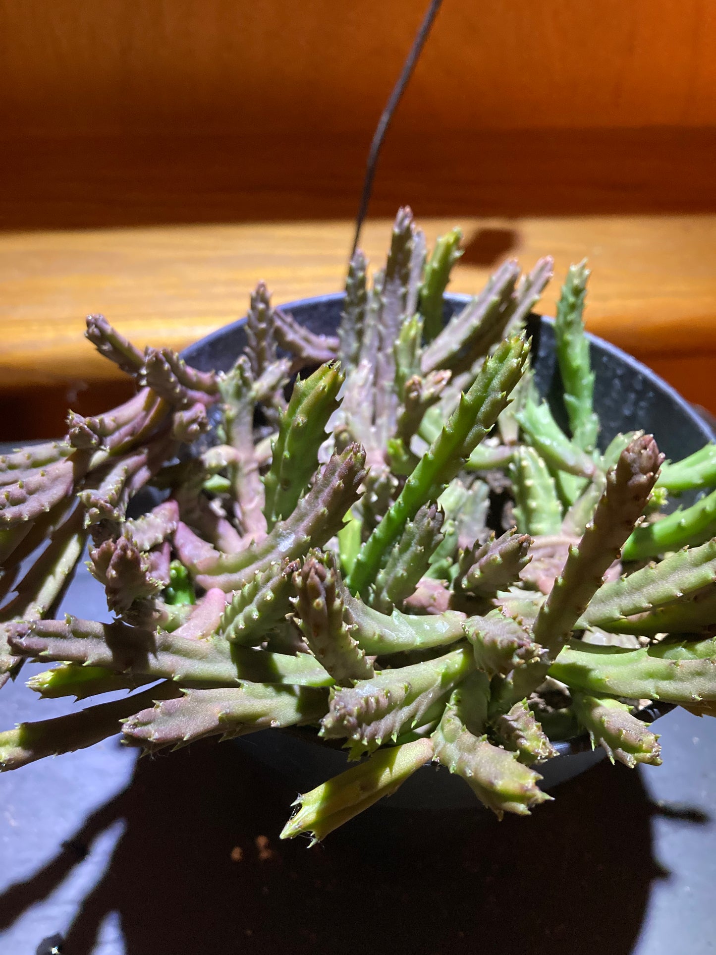 Stapelia schinzii - Live Houseplant Succulent