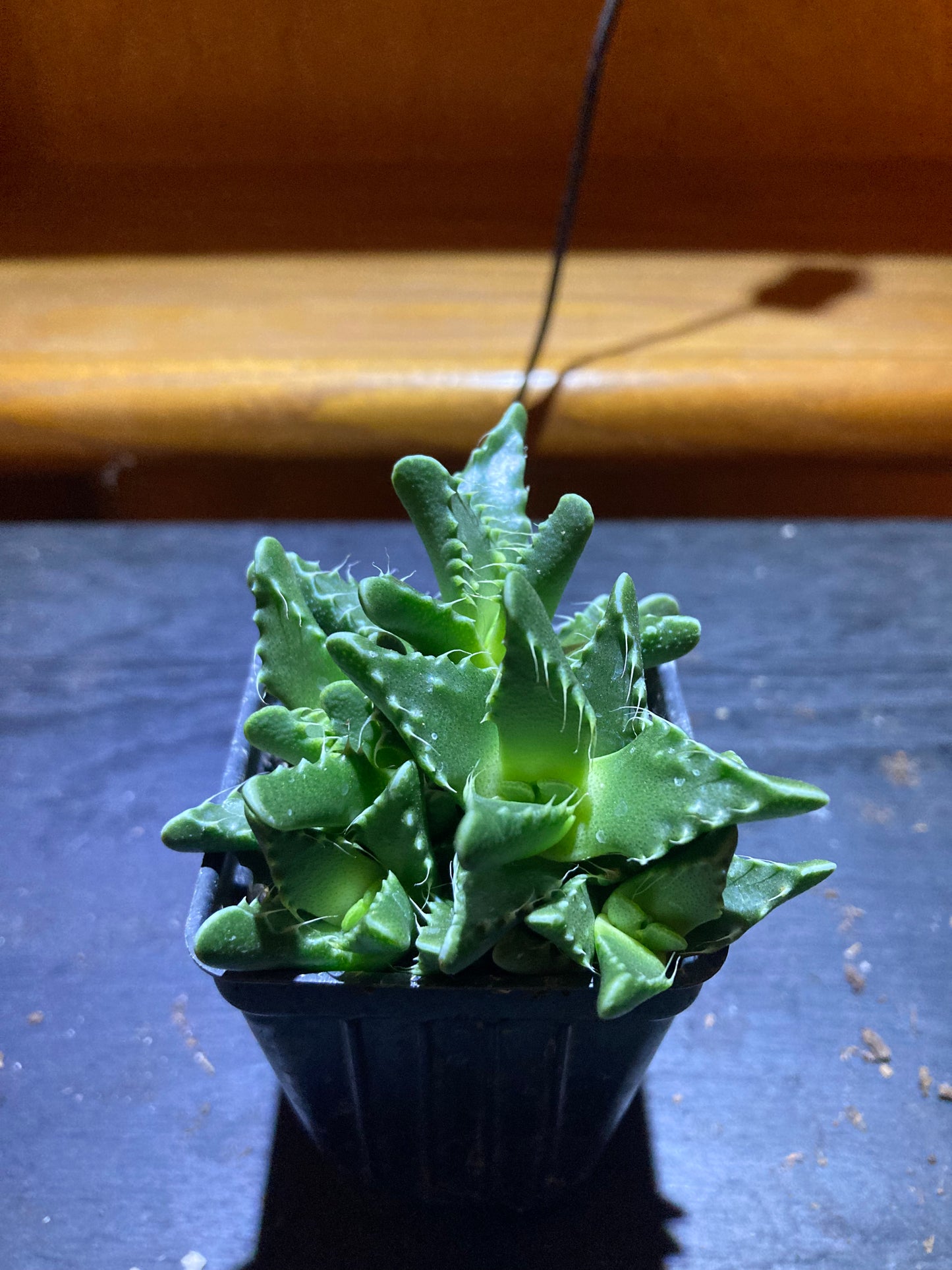 Tiger's Jaw - Live Houseplant Succulent