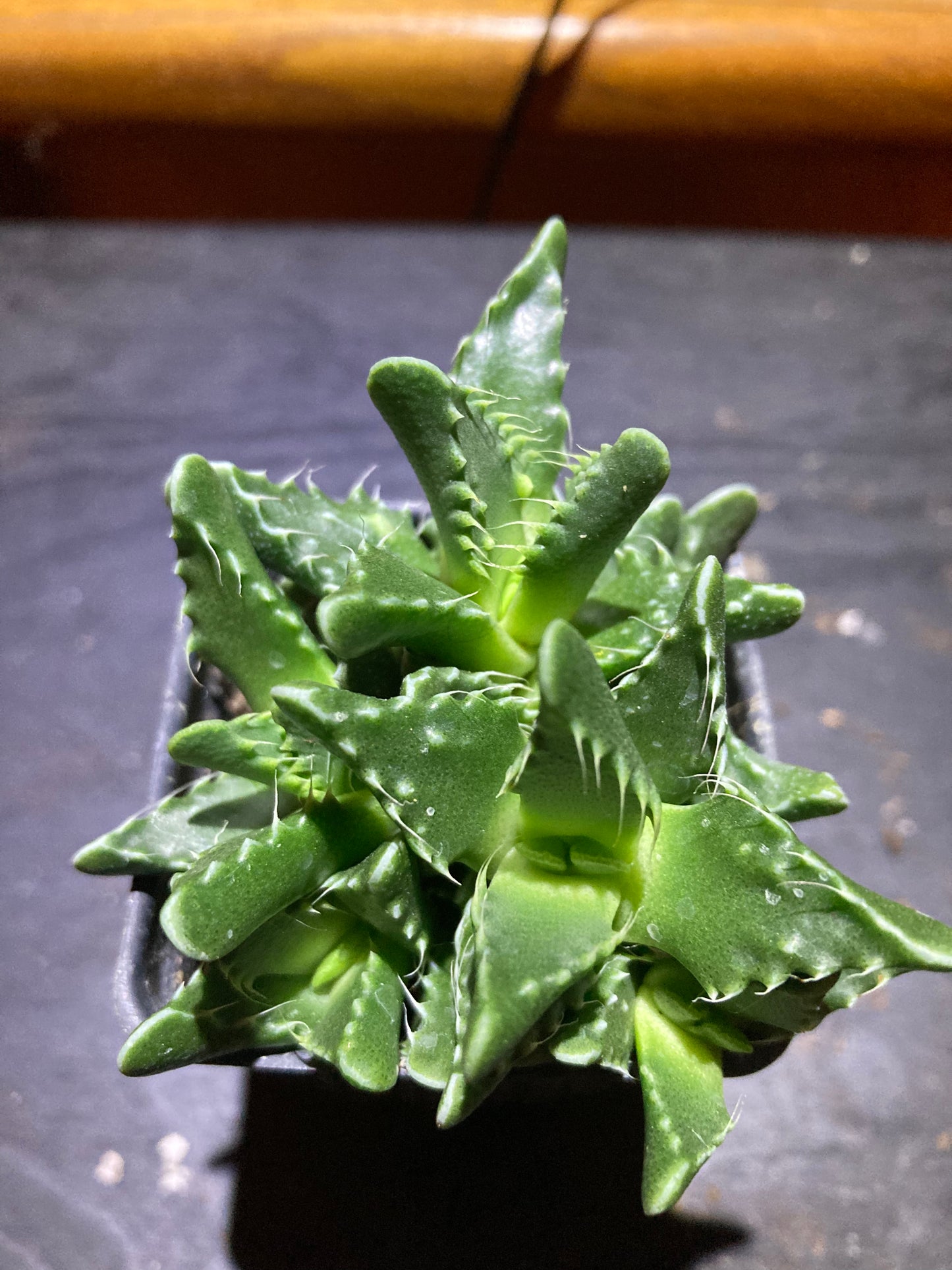Tiger's Jaw - Live Houseplant Succulent