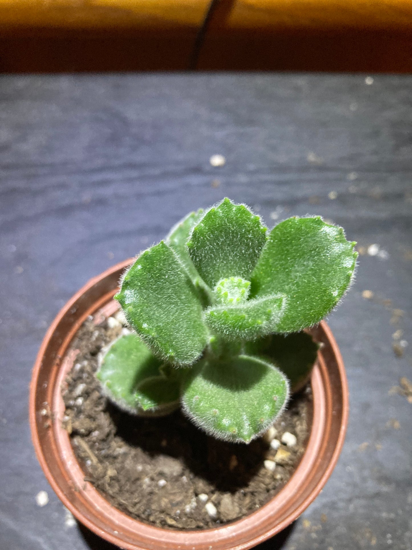 Bear's Paw - Live Houseplant Succulent