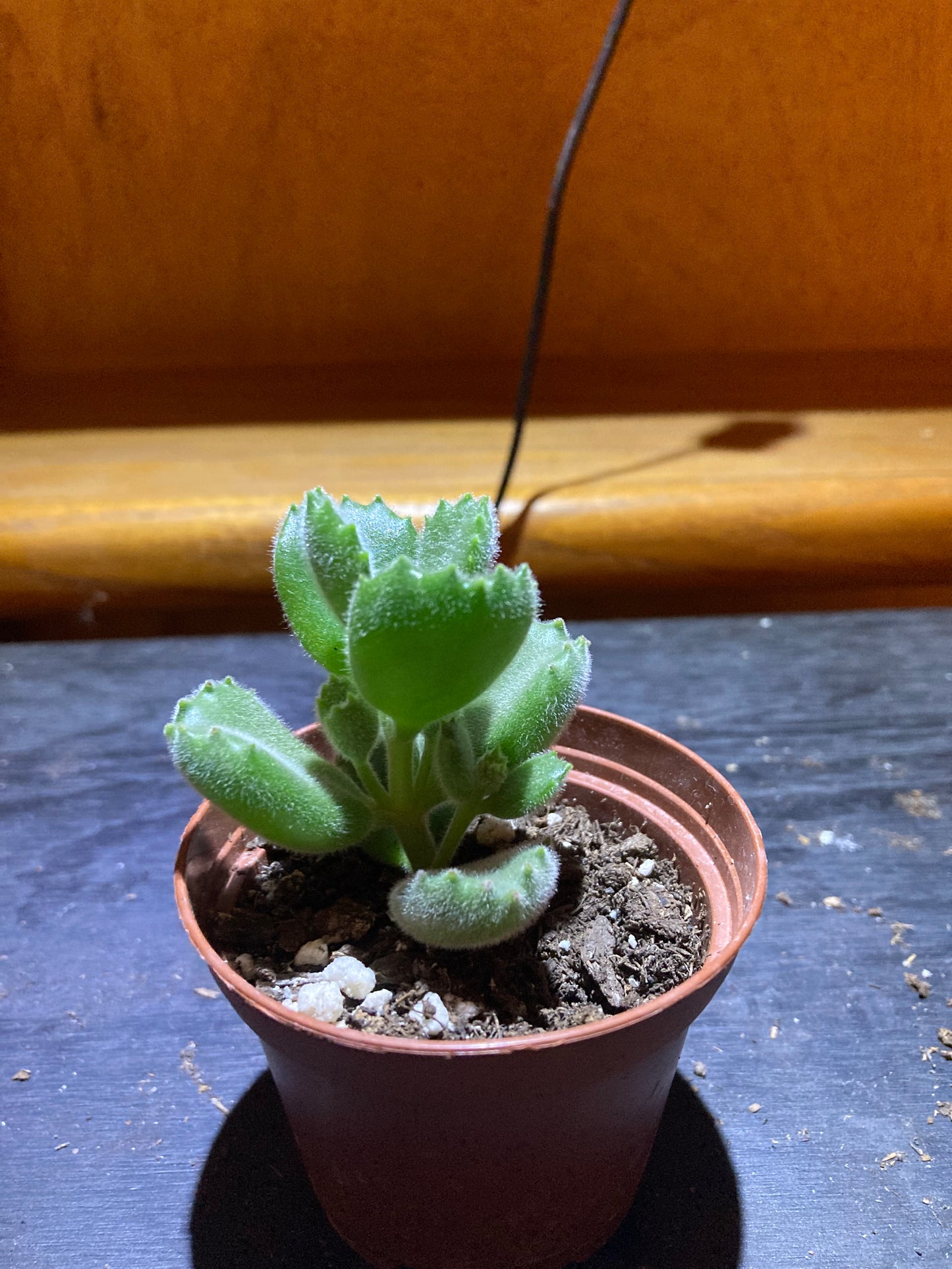 Bear's Paw - Live Houseplant Succulent