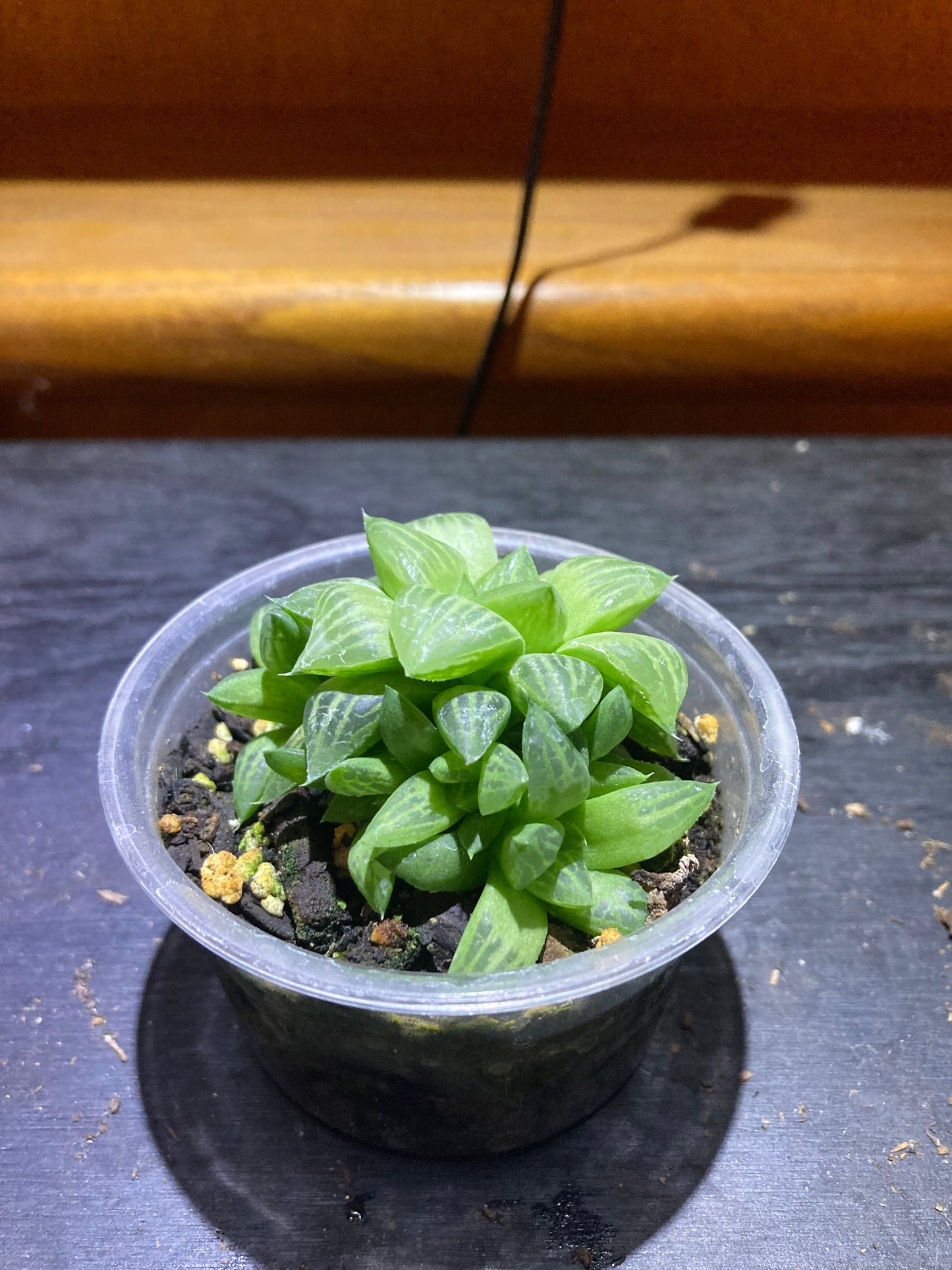Hawthornia - Succulent Houseplant