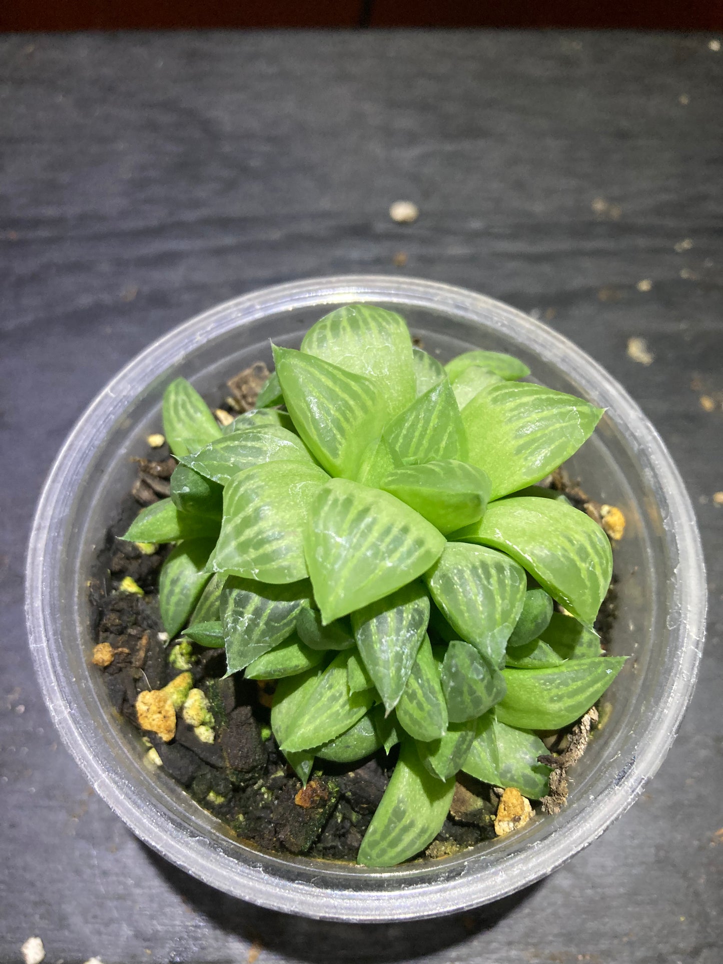 Hawthornia - Succulent Houseplant