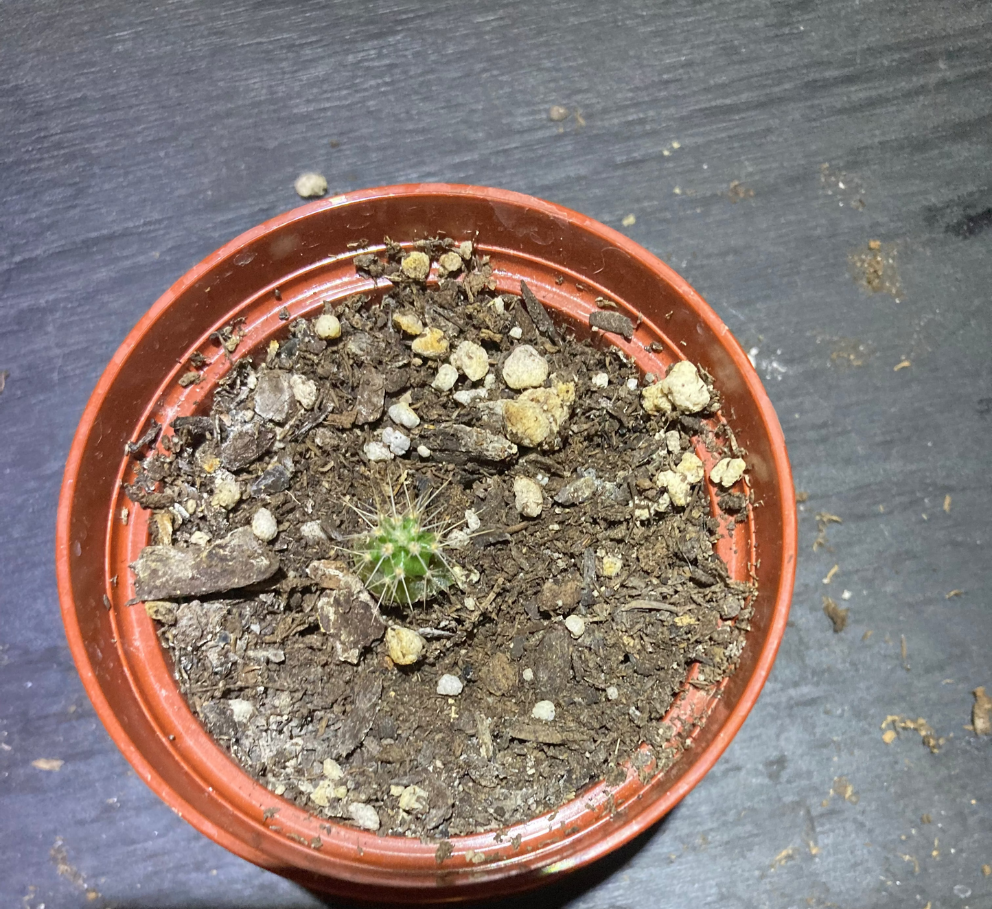 Giant Saguaro Cactus - Live Plant Starter Pot