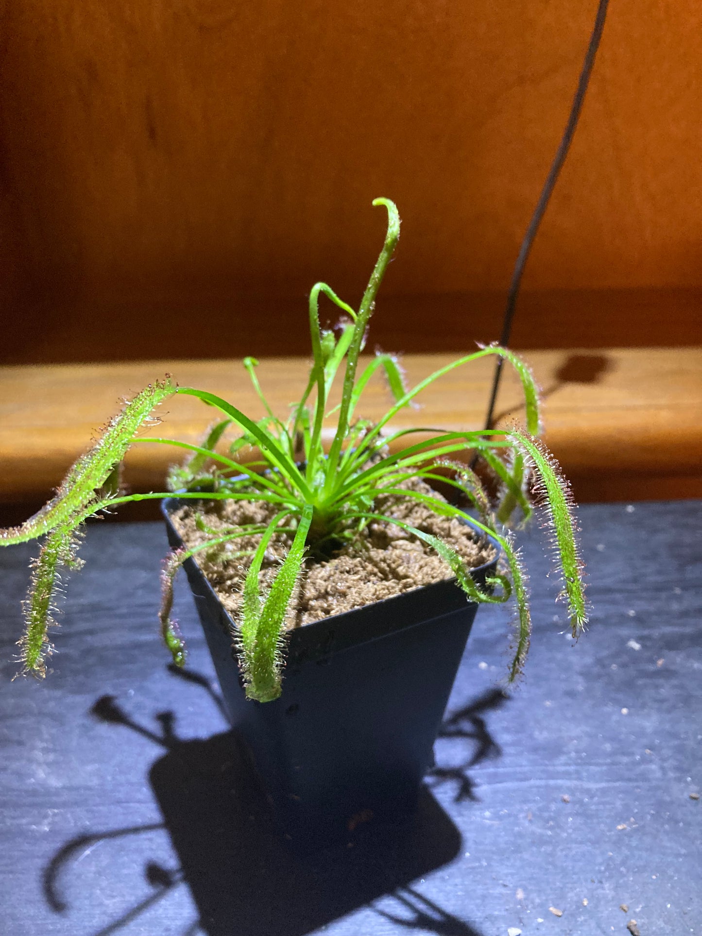 Live Cape Sundew Drosera Capensis Carnivorous Plant
