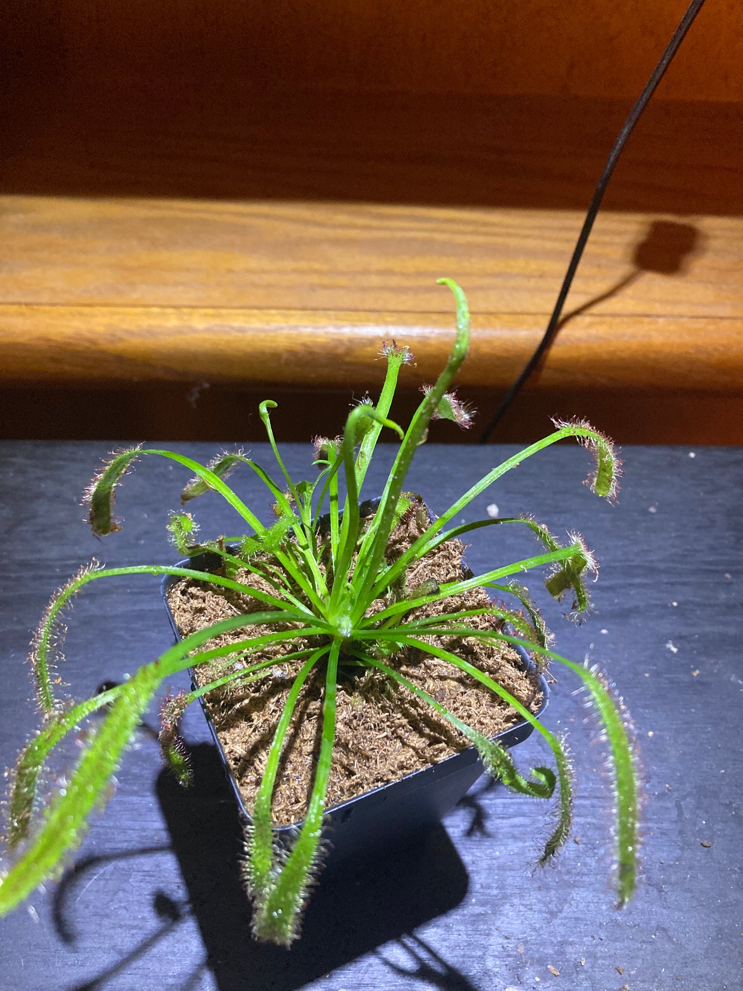 Live Cape Sundew Drosera Capensis Carnivorous Plant