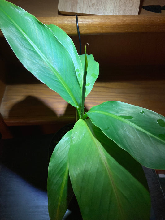 Dwarf Cavendish Banana Plant – Compact Indoor Tropical Banana Tree