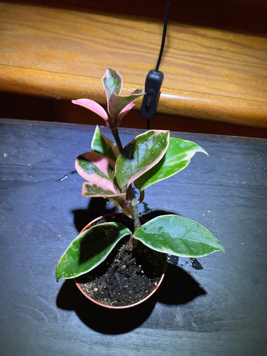 Hoya Krimson Queen TriColor Plant - Tropical Houseplant