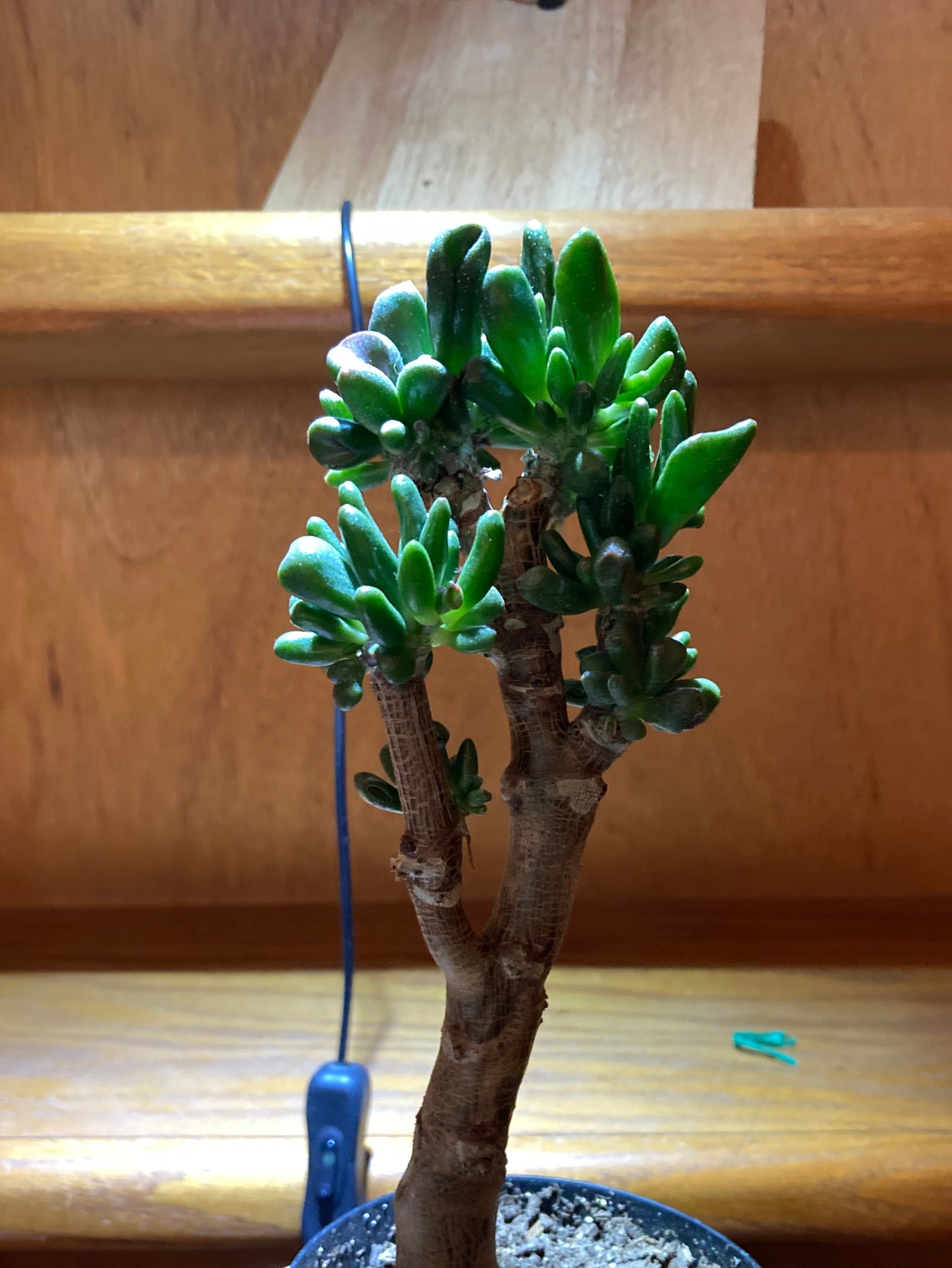 Crassula ovata "gollum" - Jade Succulent Bonsai - 8" height