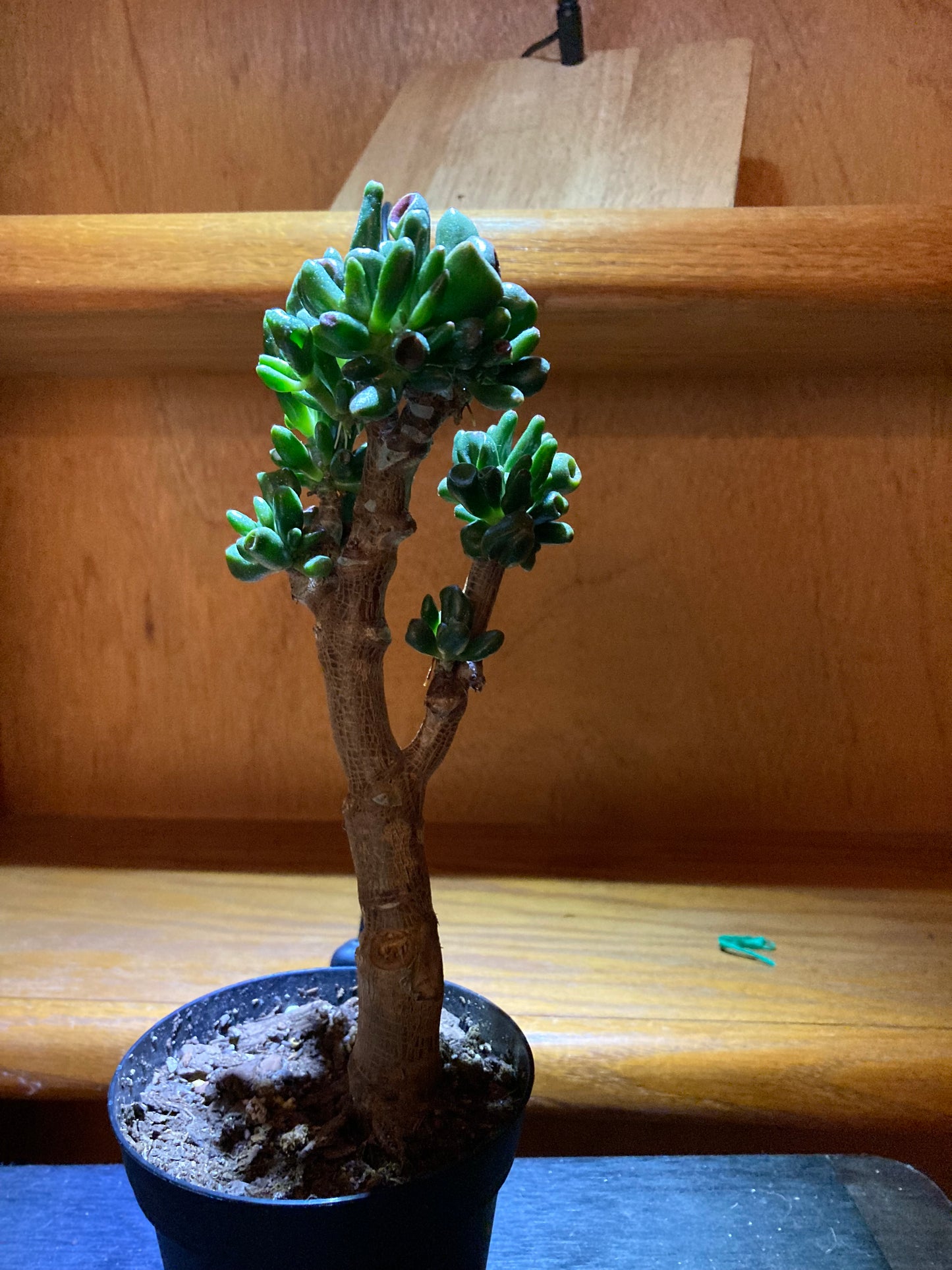 Crassula ovata "gollum" - Jade Succulent Bonsai - 8" height