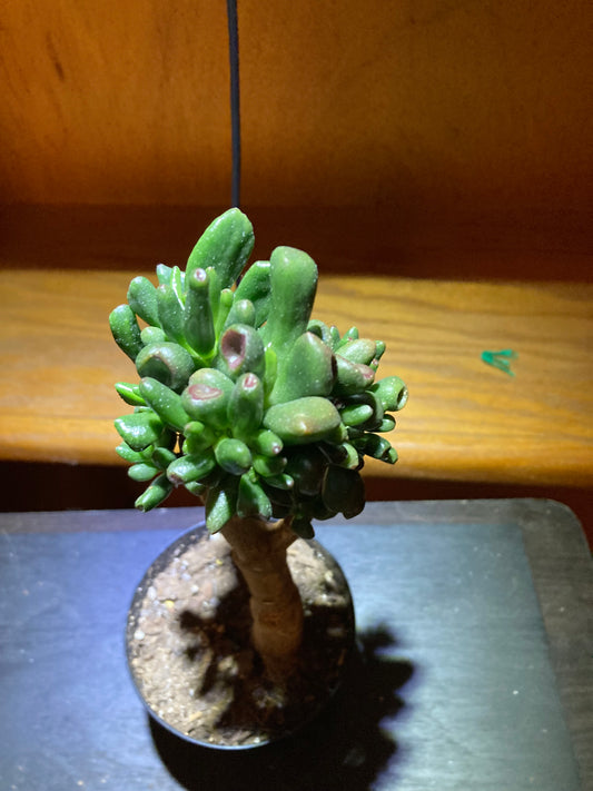 Crassula ovata "gollum" - Jade Succulent Bonsai - 8" height