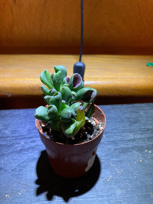 "Gollum Jade" Houseplant - Crassula Ovata