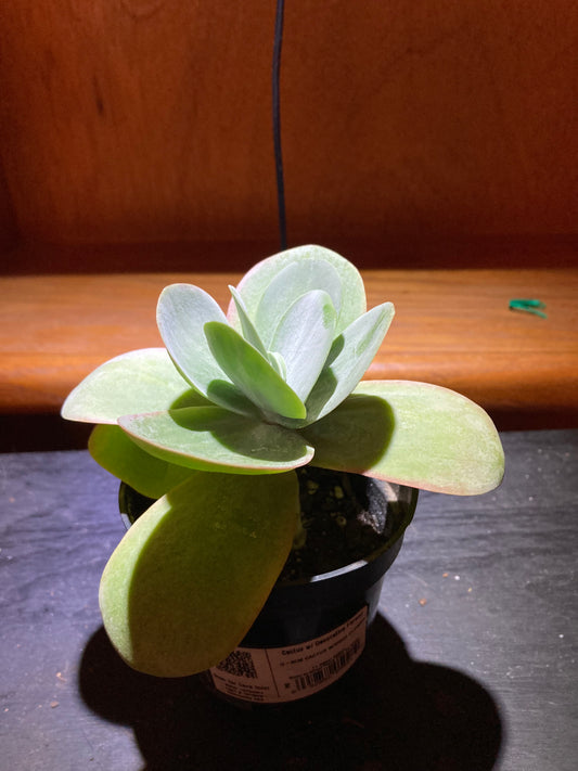 Kalanchoe Flapjacks Paddle Plant Thyrsiflora Succulent