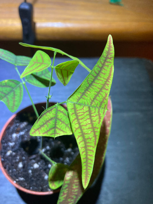 Swallow Tail, Butterfly Plant (Christia obcordata) - Rare Houseplant