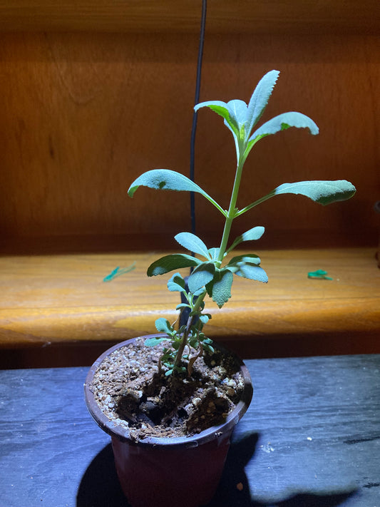 White Sage Live Starter Plant - Salvia apiana - Indoor/Outdoor