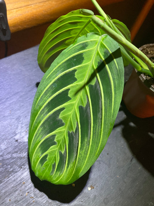 Maranta Lemon Lime Prayer Plant, Easy To Care Live Indoor Plant