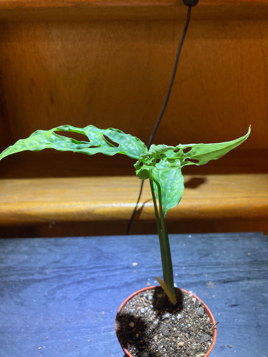 Monstera Obliqua "Peru" starter pot