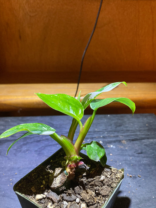 Philodendron White Princess - Rare Plant