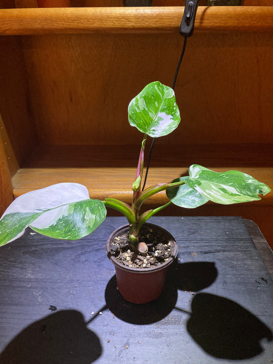 Philodendron White Princess – Rare Plant